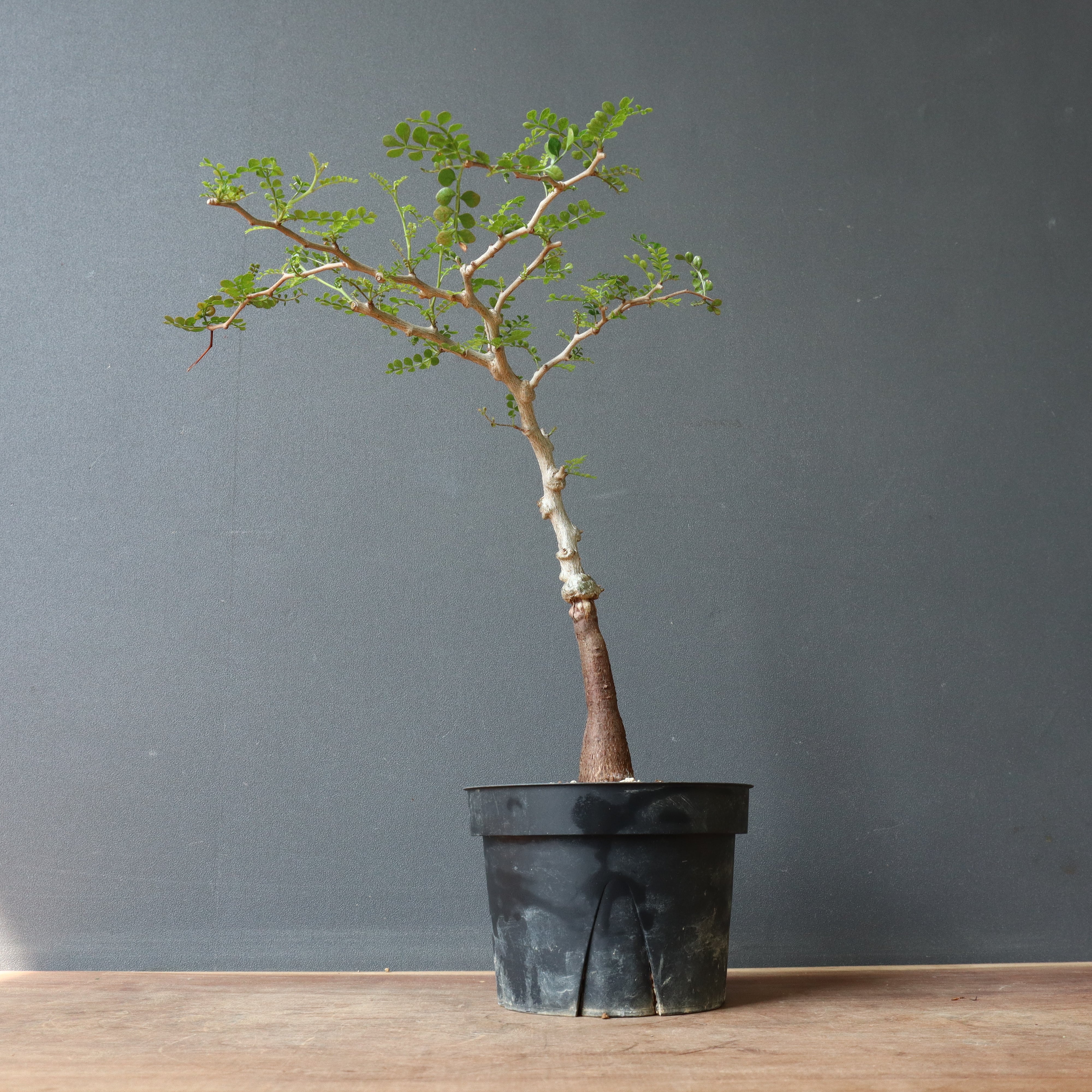 O.パキプス (実生) 829 – TaiShoDo ONLINE SHOP