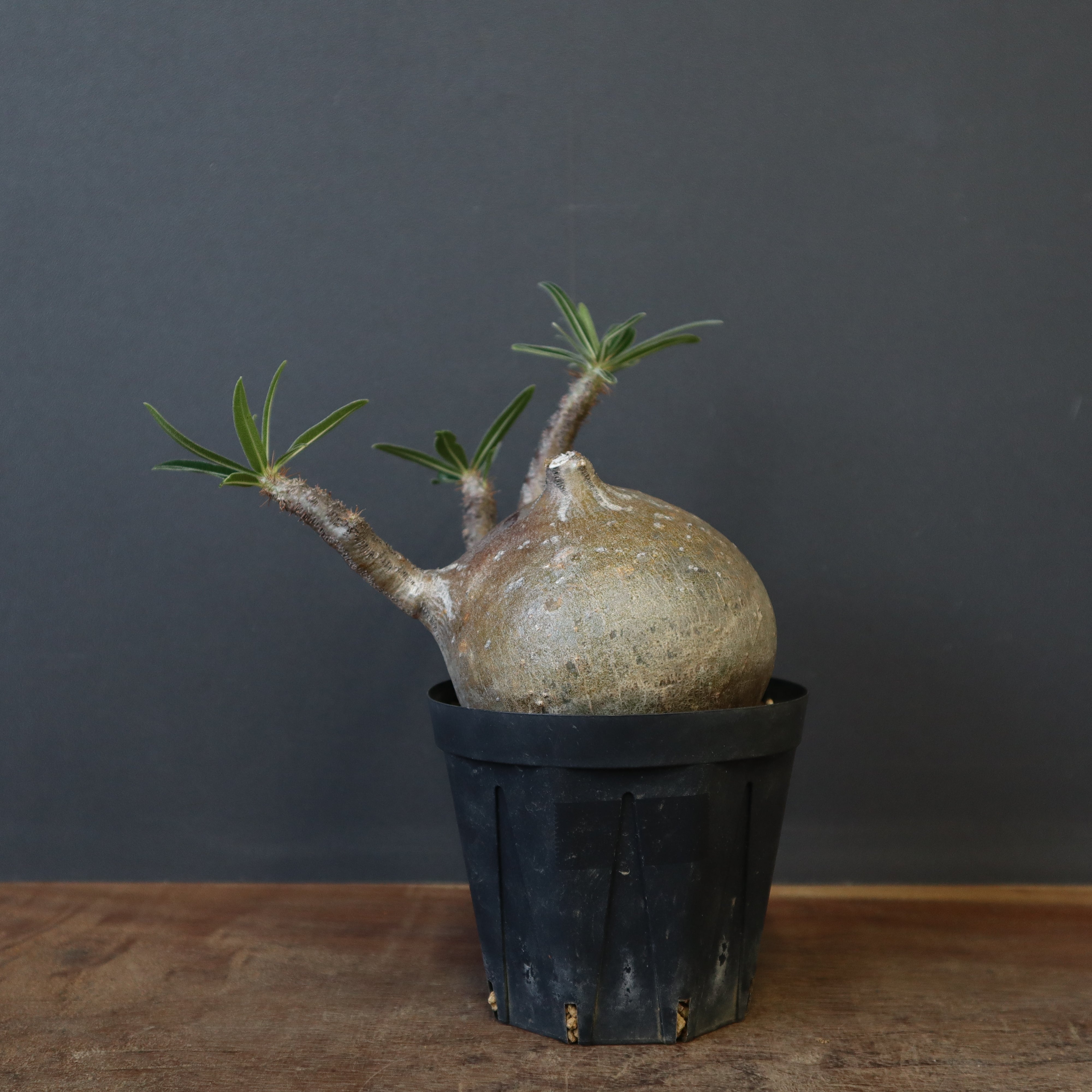 【グラキリス】春から塊根！良型モンスター型 グラキリス】春から塊根！良型モンスター型