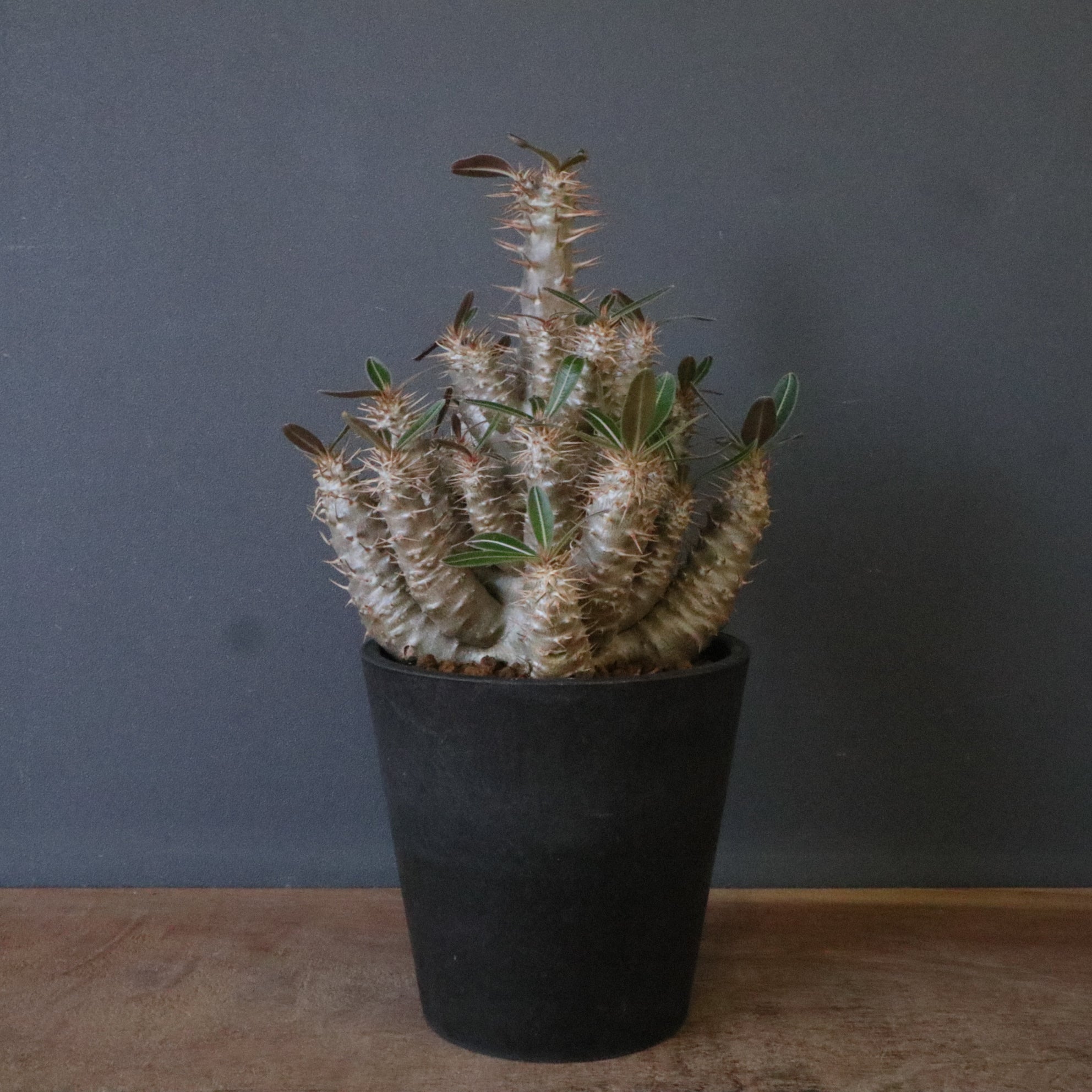 実生 – TaiShoDo ONLINE SHOP