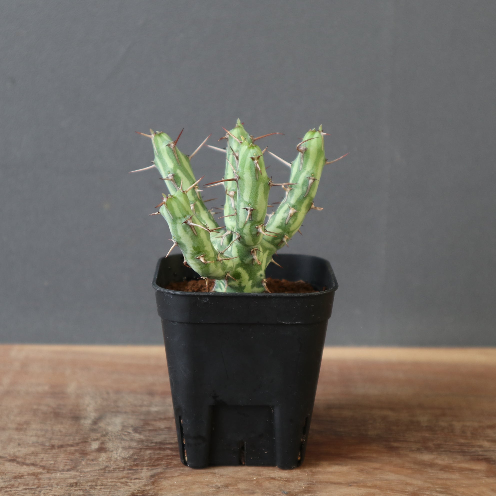 ユーフォルビア – TaiShoDo ONLINE SHOP