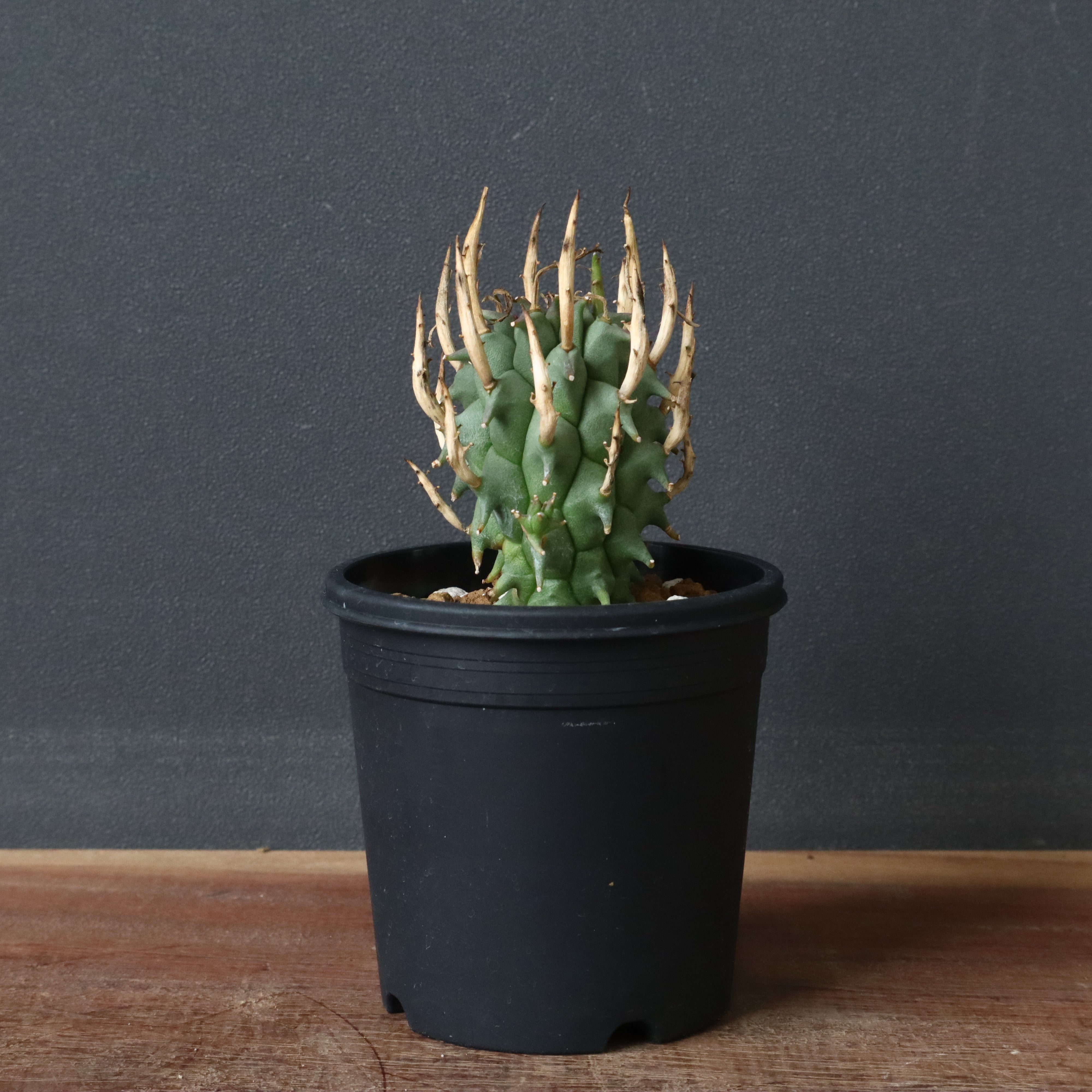 (本日限定)闘牛角 E.闘牛角 18 – TaiShoDo ONLINE SHOP