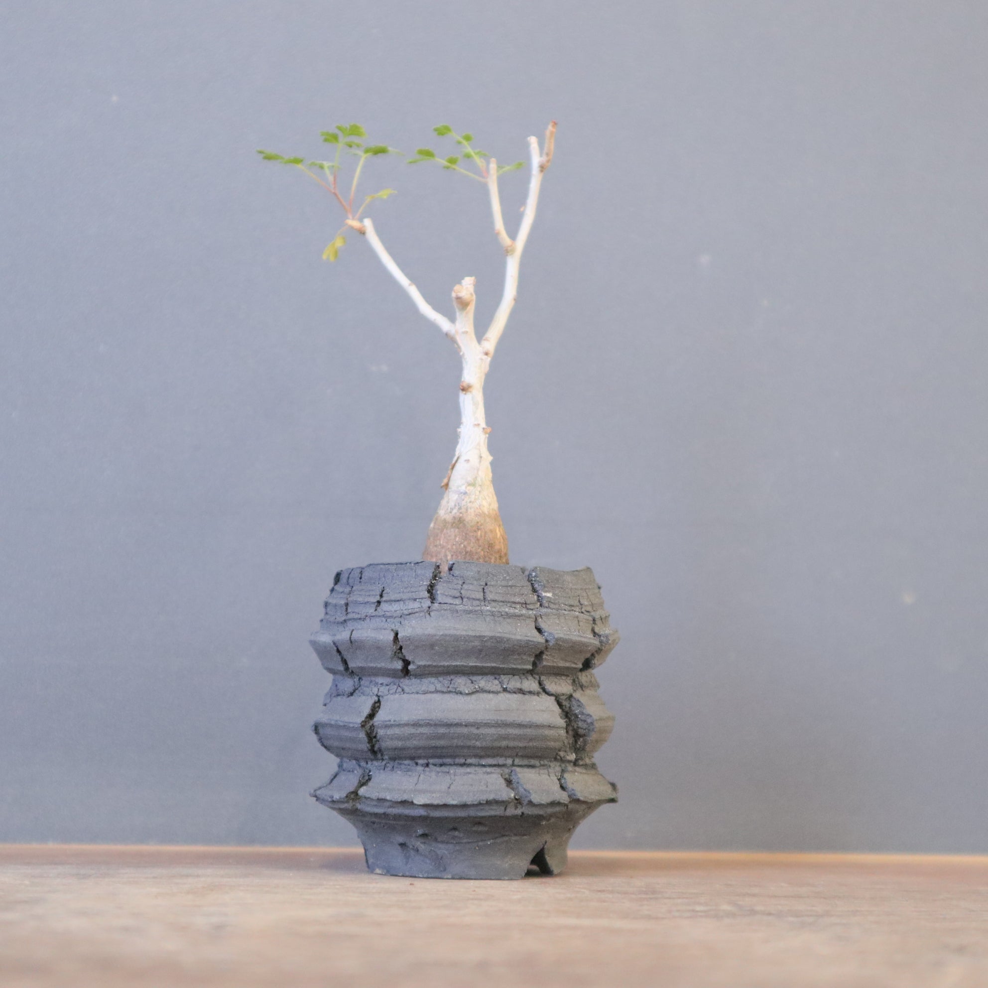 宮島將實陶器鉢】P.ディスカラー EC2171 – TaiShoDo ONLINE SHOP