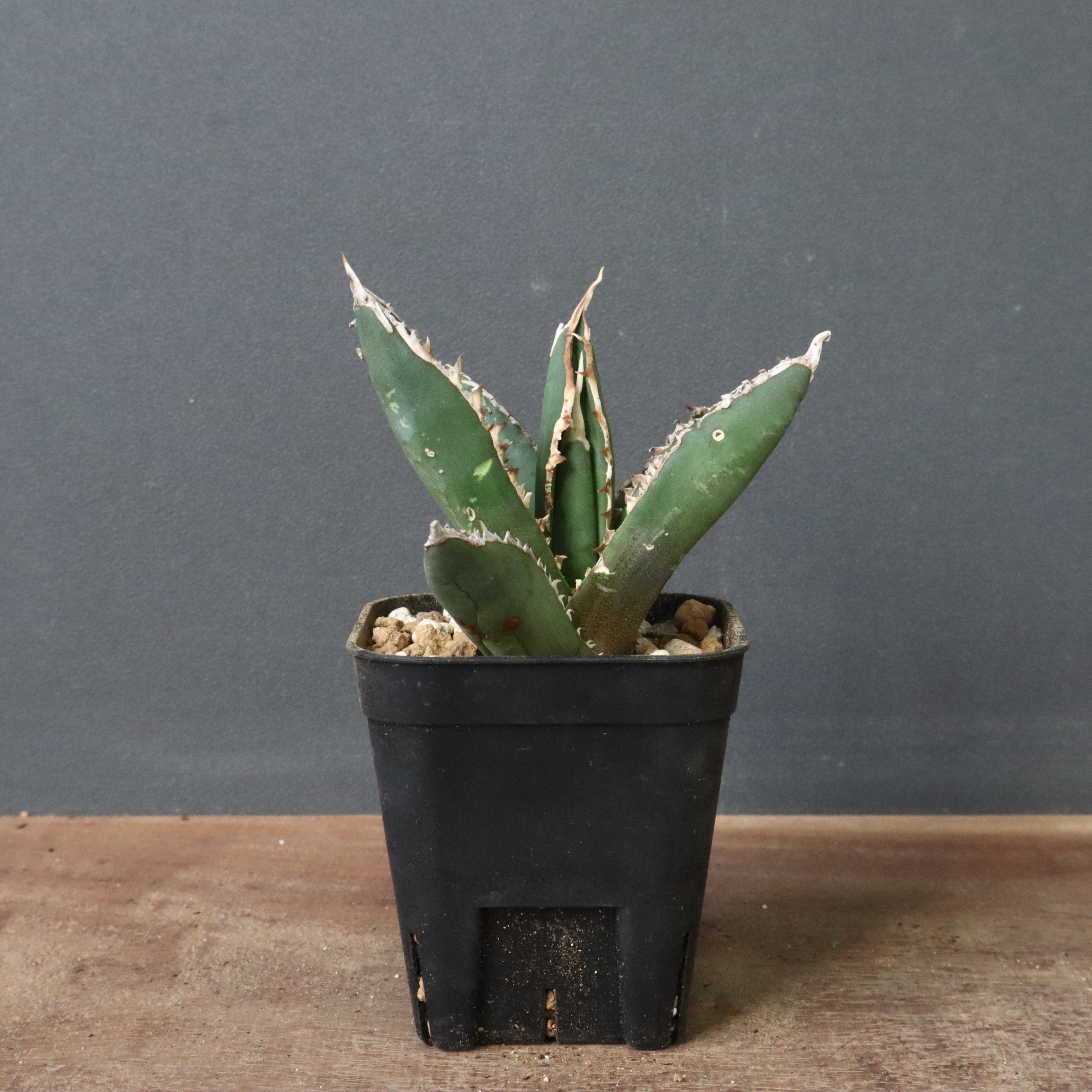 あべべ オフロードフリーカット | Tomboy