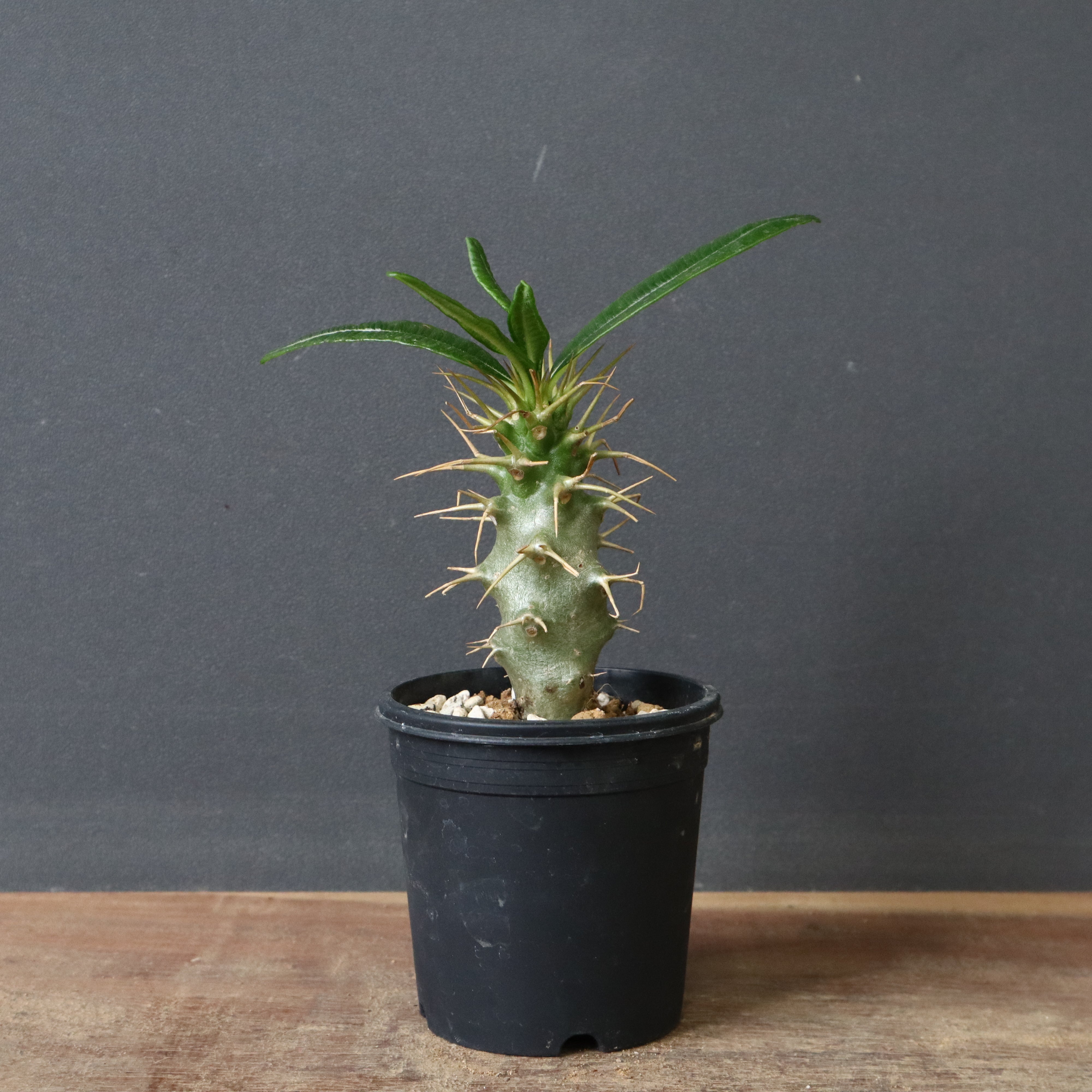 P.アンボンゲンセ（実生）33 – TaiShoDo ONLINE SHOP