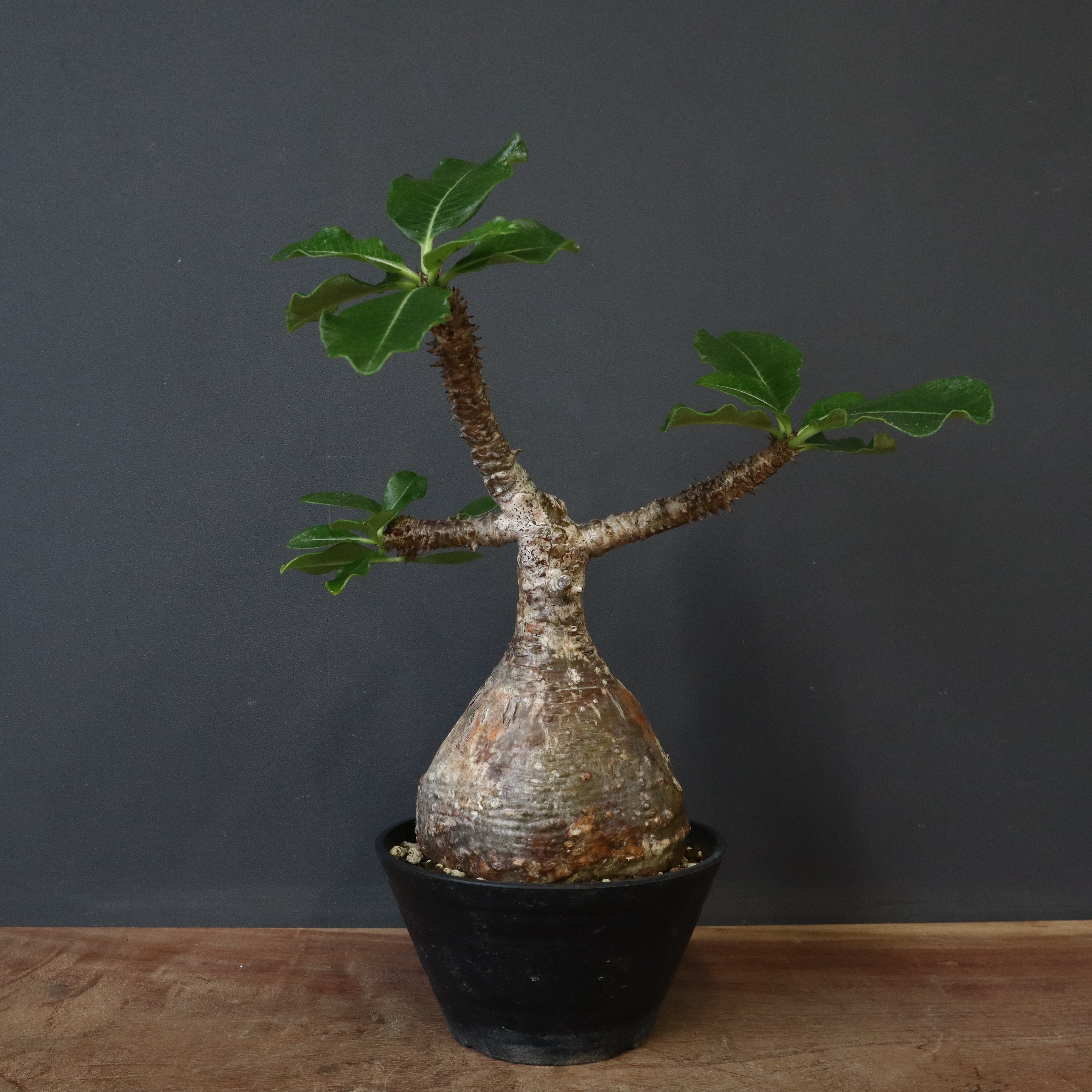 P.ウィンゾリー 81 – TaiShoDo ONLINE SHOP