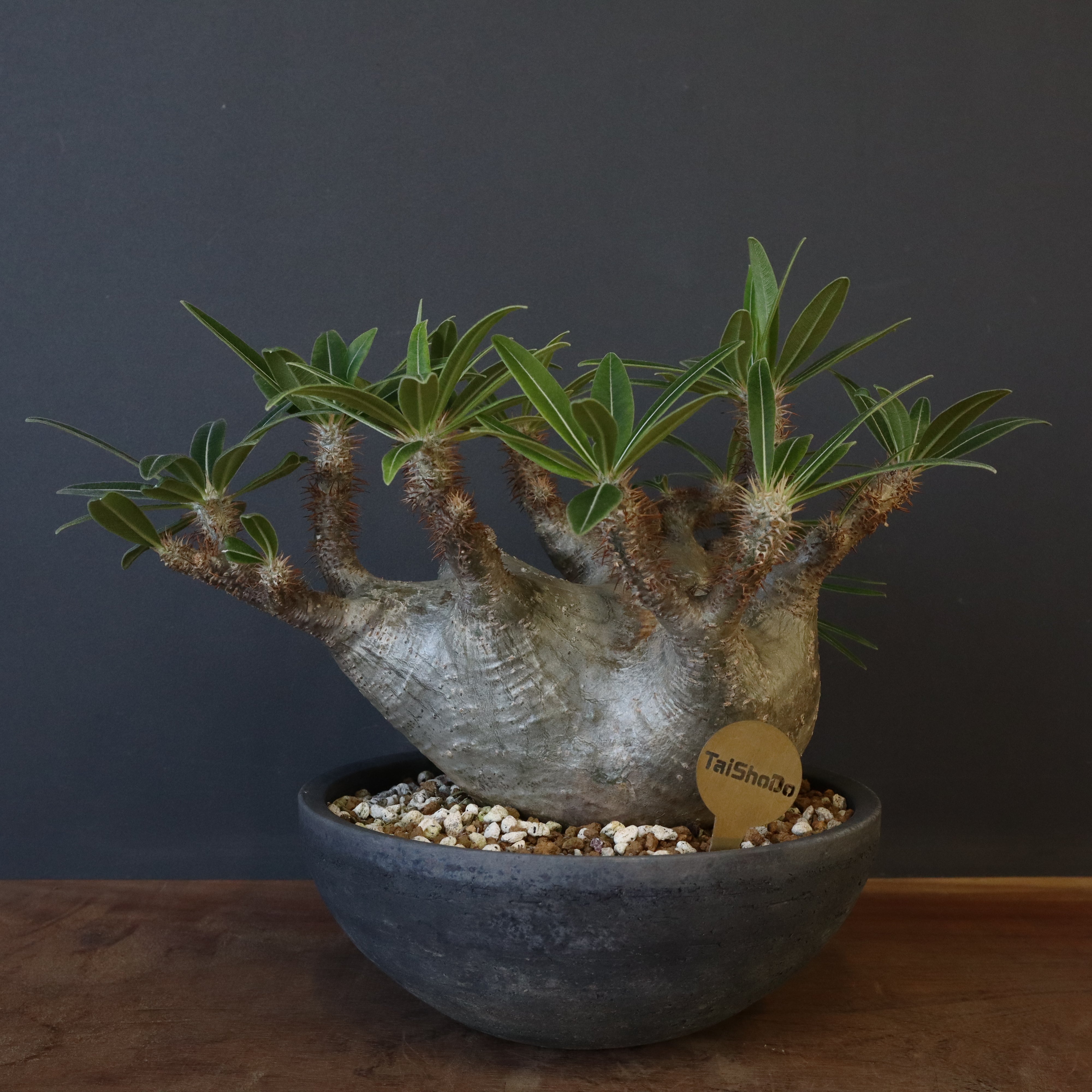 パキポディウム・グラキリス – 3ページ目 – TaiShoDo ONLINE SHOP