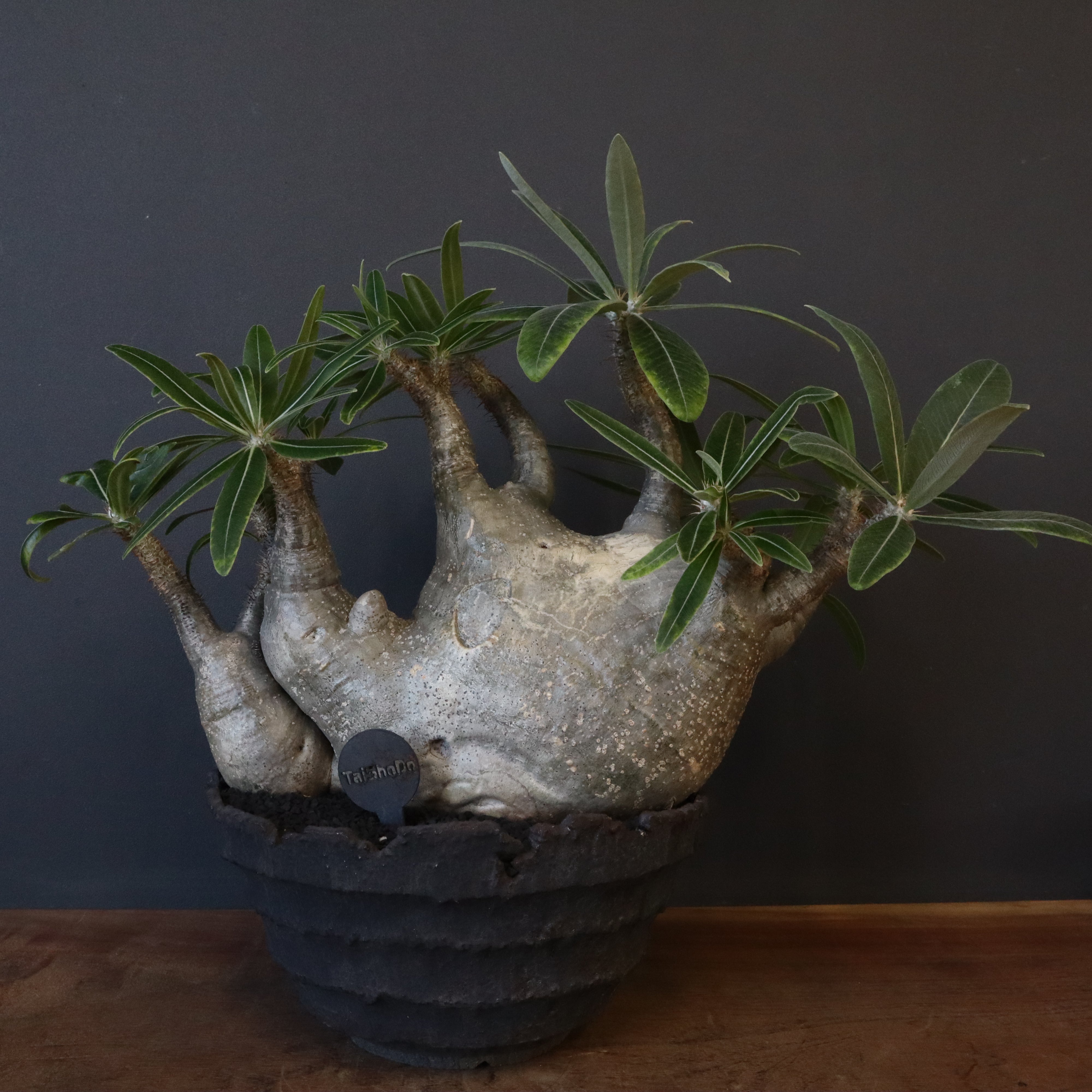 P.グラキリス 1246 – TaiShoDo ONLINE SHOP