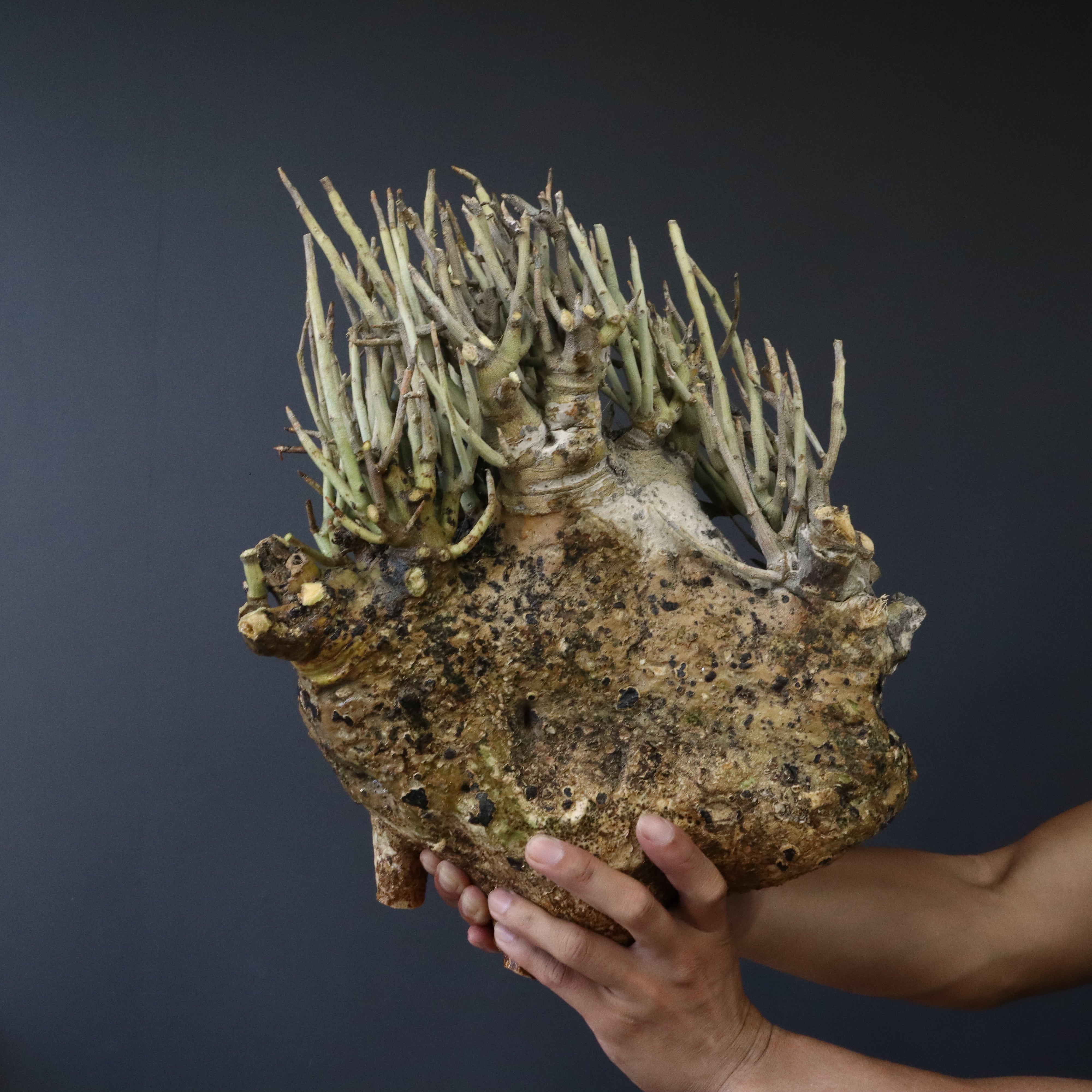 アデニアペチュエリー　ベアルート株 アデニアペチュエリー | STORES