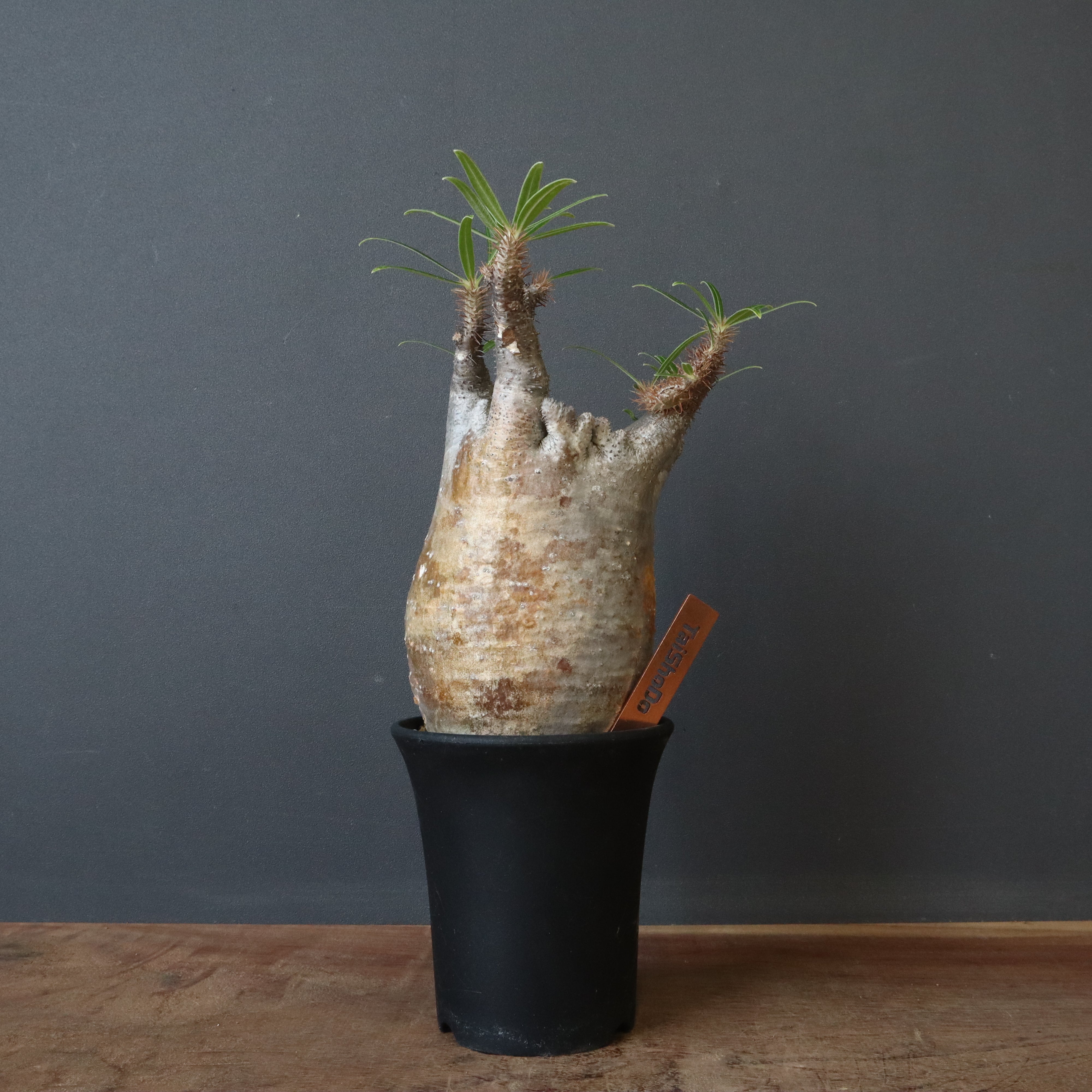 パキポディウム・グラキリス – 3ページ目 – TaiShoDo ONLINE SHOP