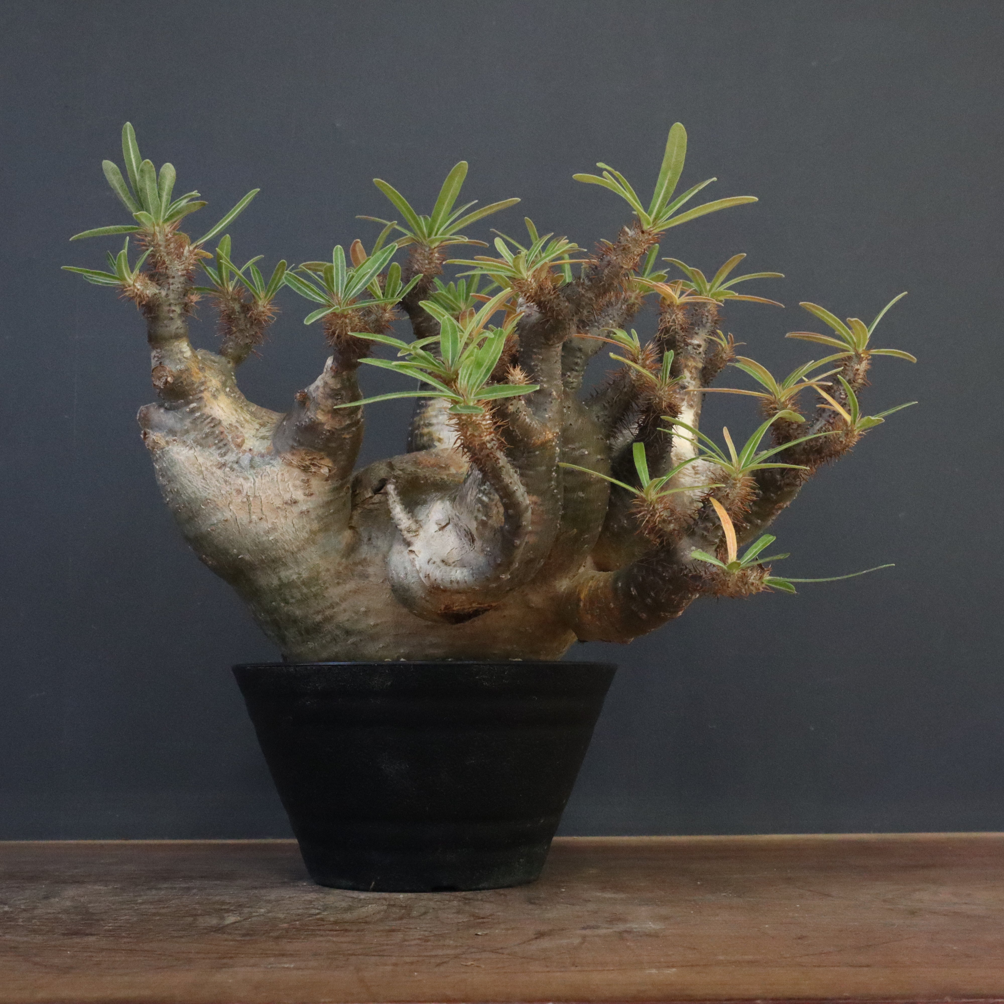 パキポディウム・グラキリス no.12277 パキポディウム・グラキリス（S） Pachypodium rosulatum spp