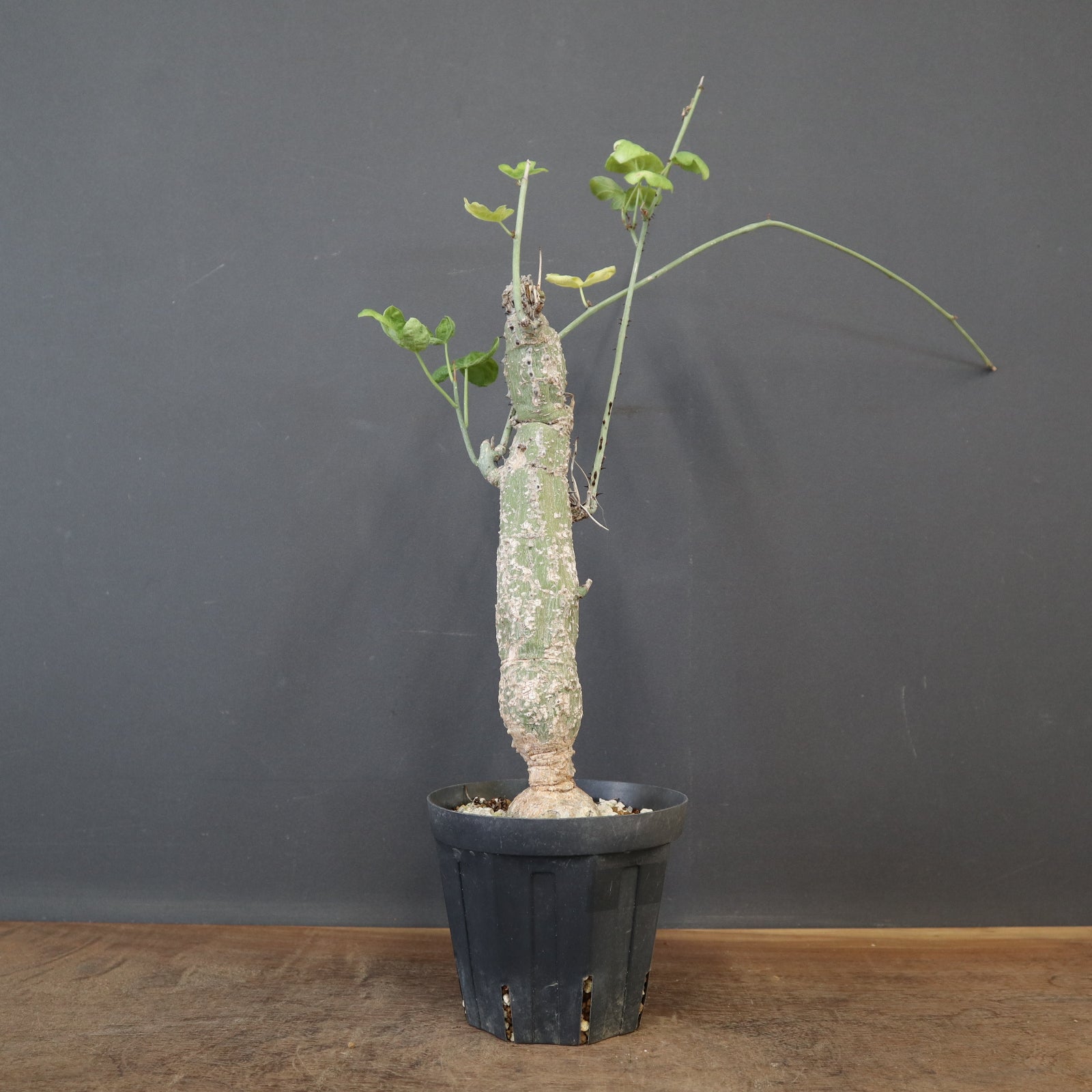 A.アクレアータ 5 – TaiShoDo ONLINE SHOP