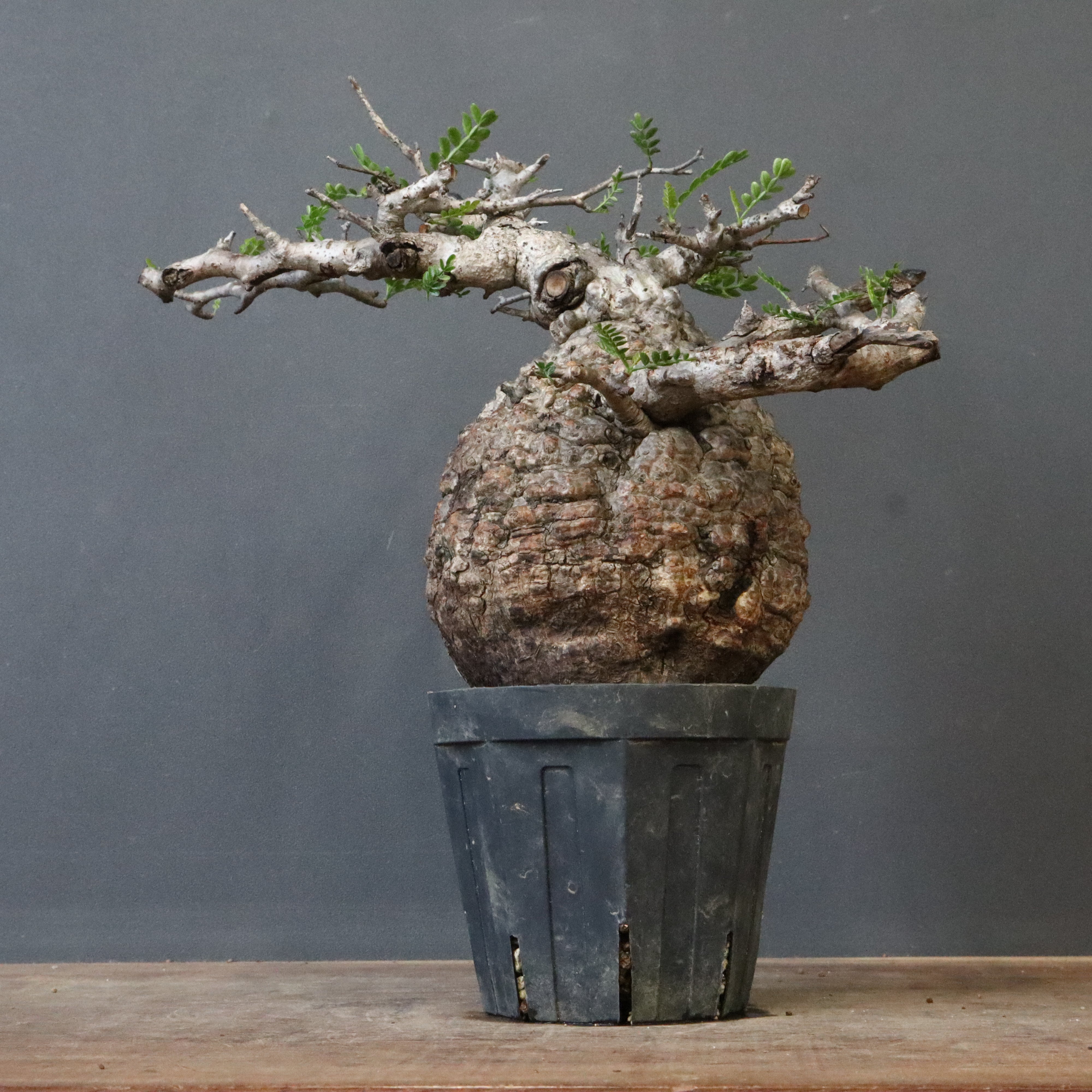 S*y様 パキプス O.パキプス 609 – TaiShoDo ONLINE SHOP