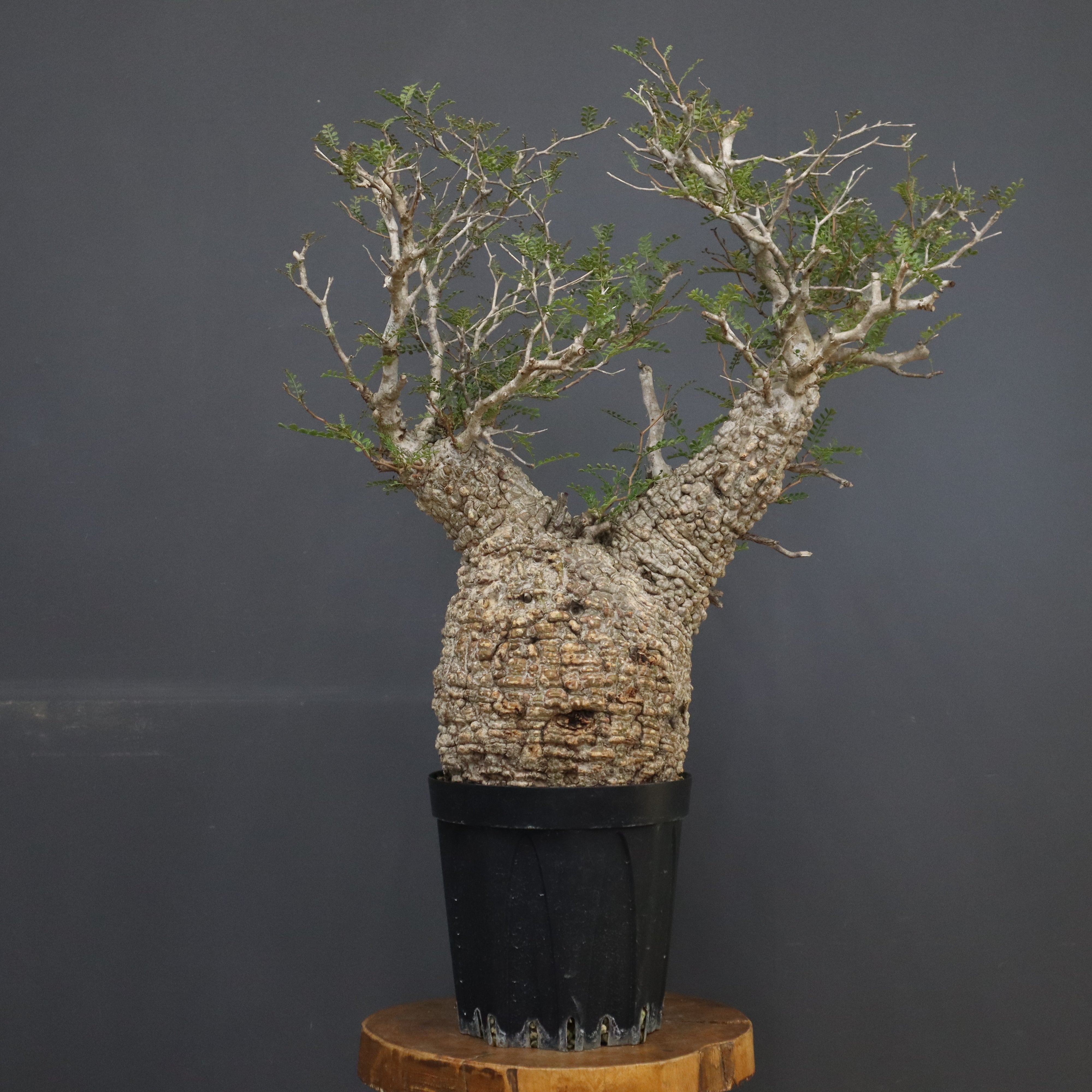 オペルクリカリア・パキプス – TaiShoDo ONLINE SHOP