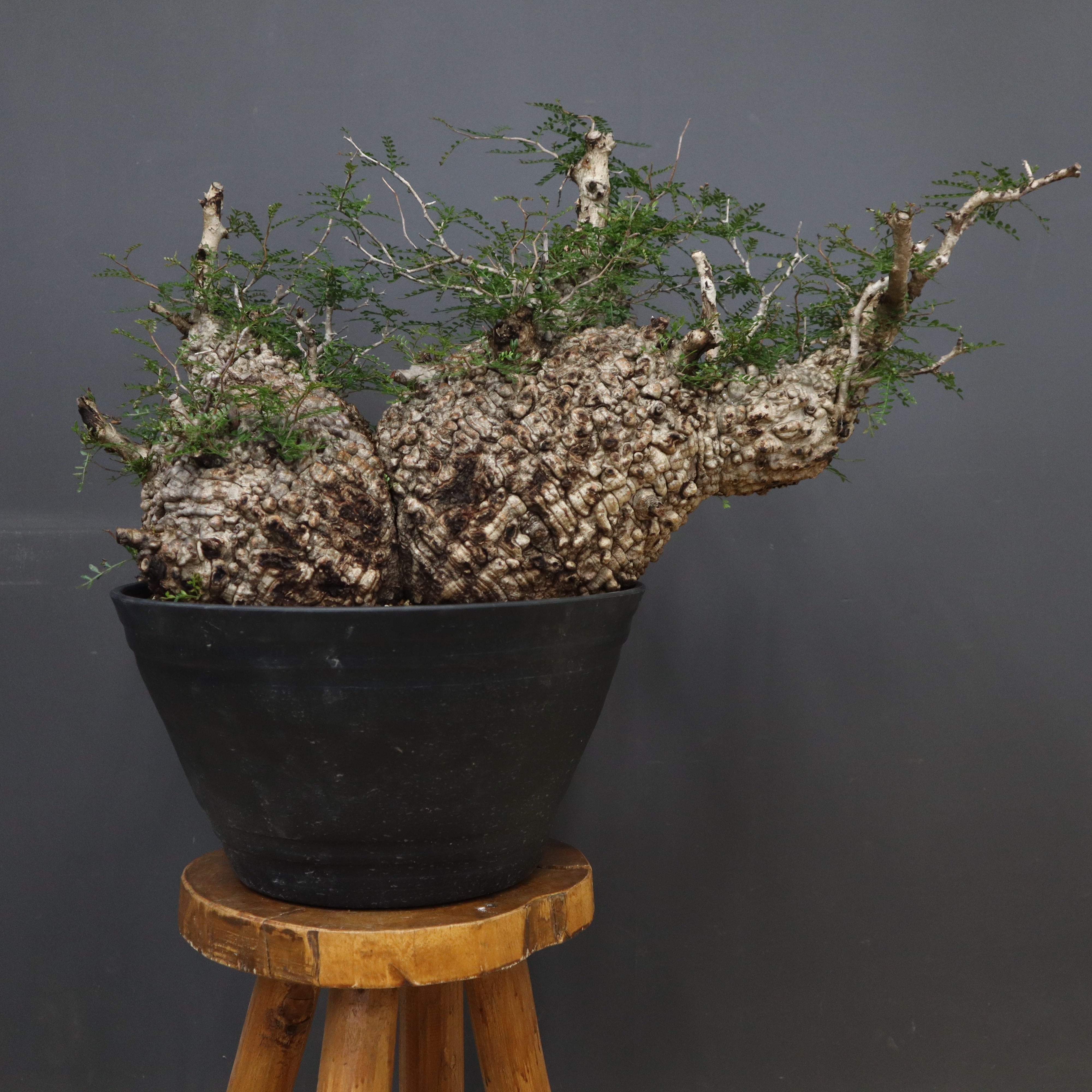 オペルクリカリア・パキプス – TaiShoDo ONLINE SHOP