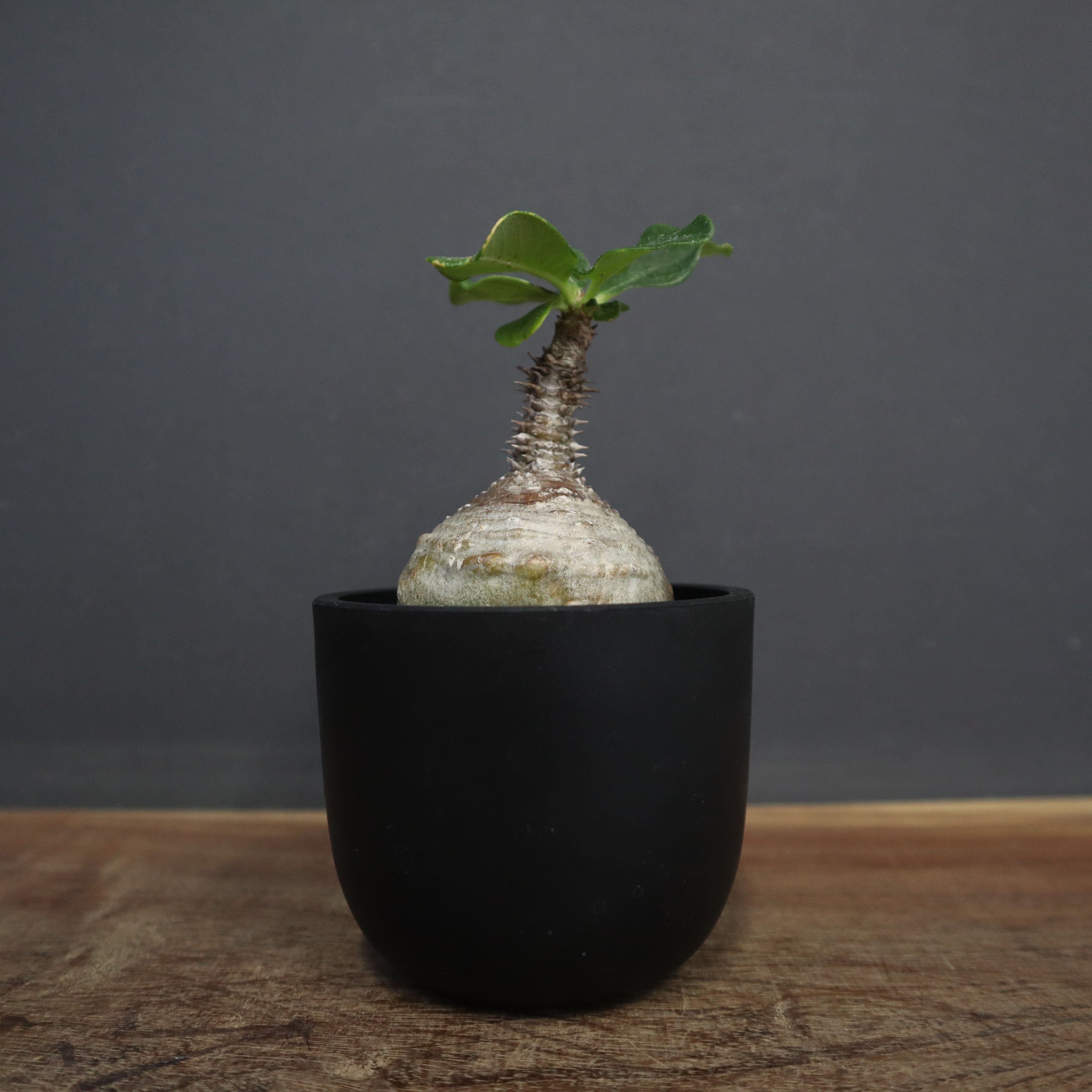 じぇむさんウィンゾリー パキポディウム ウィンゾリー 実生株 057 Pachypodium windsorii