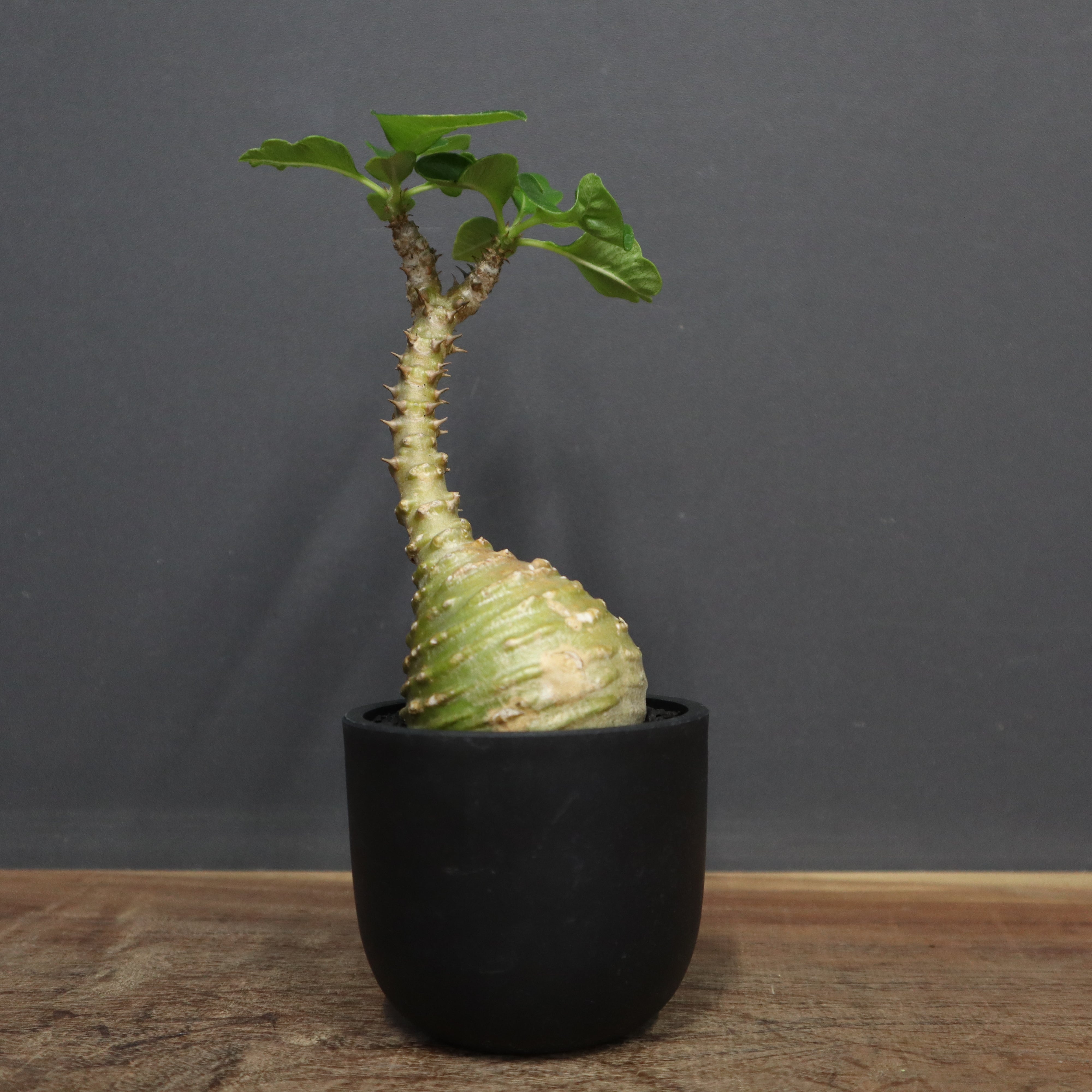 おいもやさんウィンゾリー パキポディウム ウィンゾリーSサイズ005 Pachypodium windsorii | S