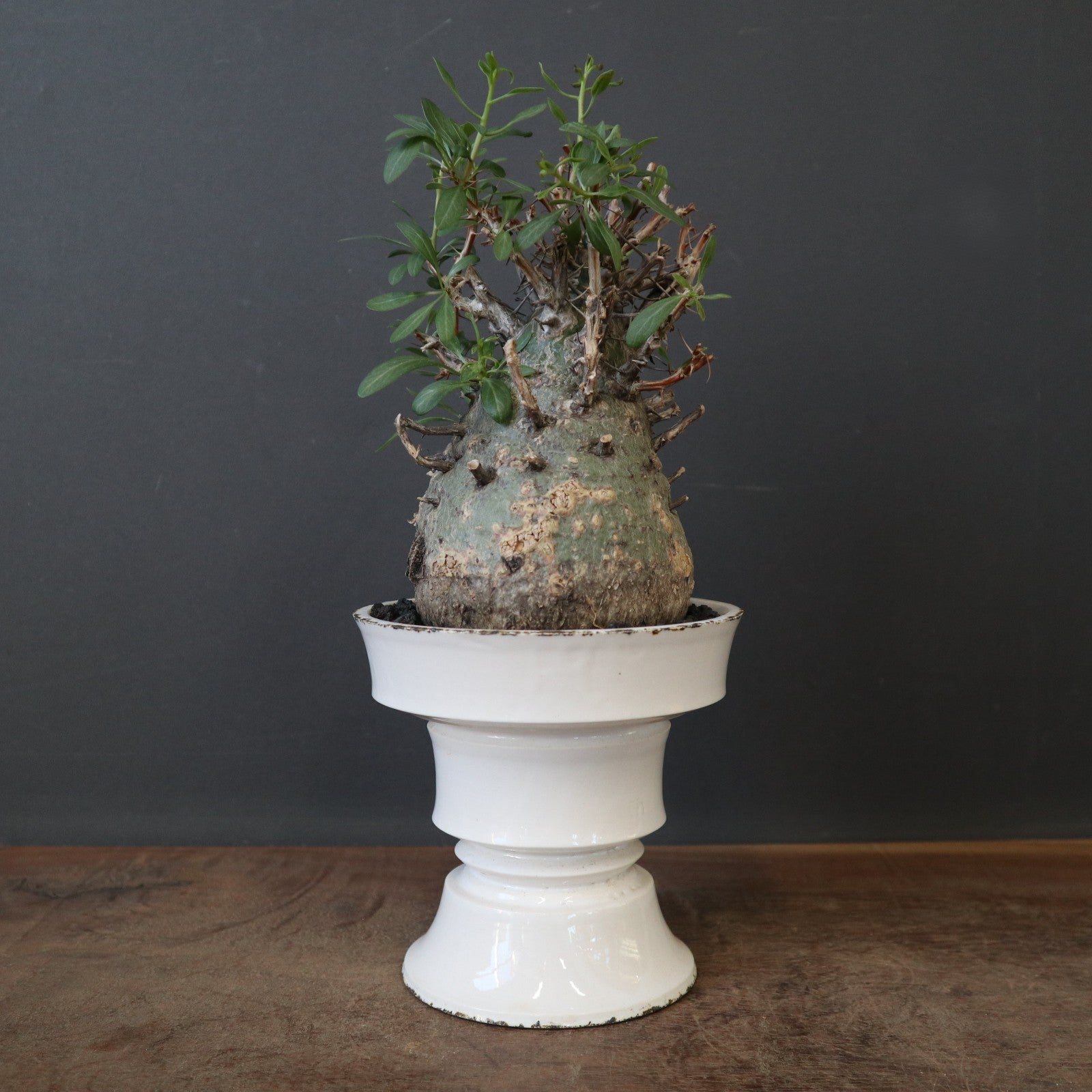 鉢 × 塊根植物 – TaiShoDo ONLINE SHOP