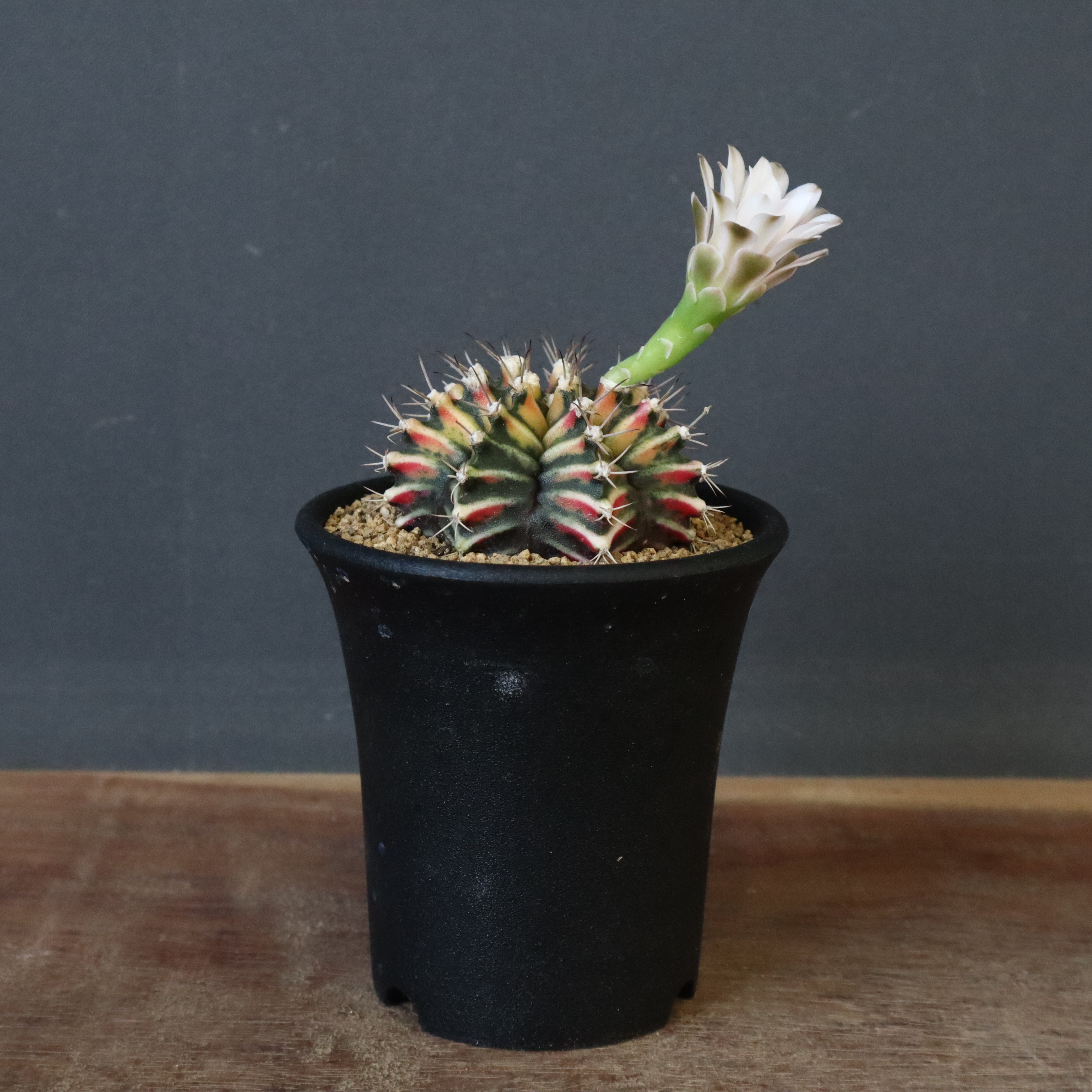 玉牡丹　実生 ギムノカリキウム実生 ミハノビッチ 牡丹玉錦 EC606 – TaiShoDo