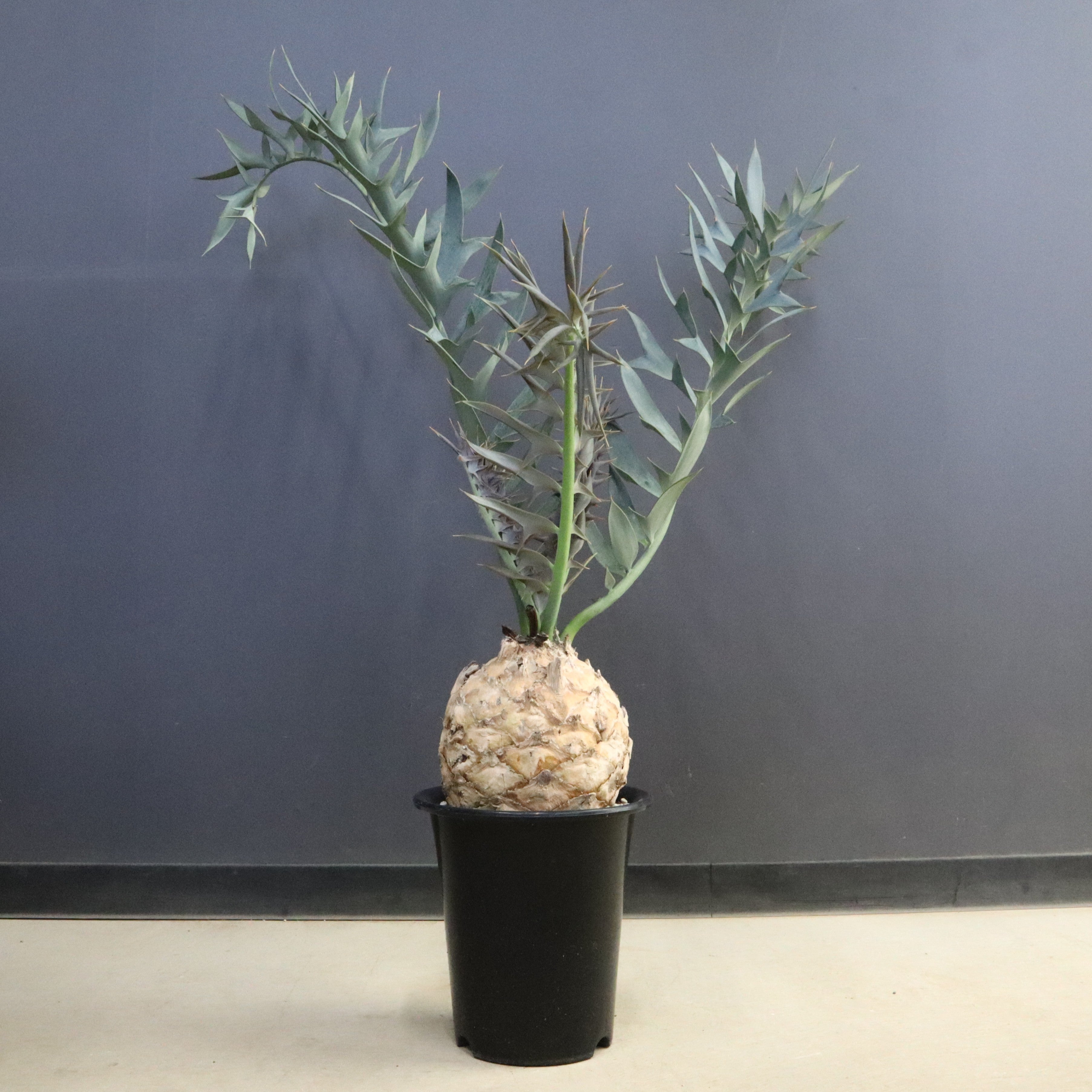 ソテツ – TaiShoDo ONLINE SHOP