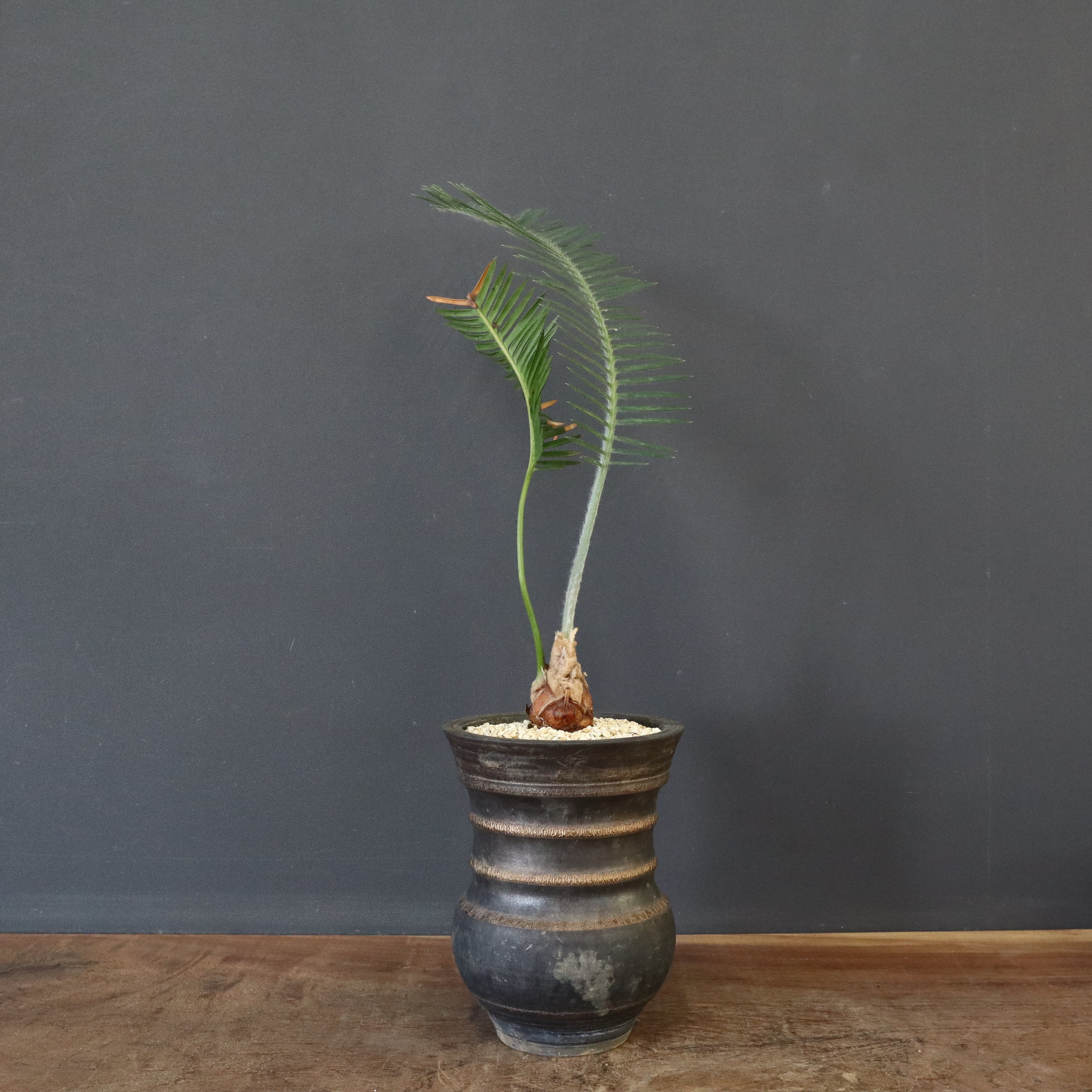 蘇轍 ソテツ 幹高1700引き取り限定 蘇轍 ソテツ 幹高1700引き取り限定