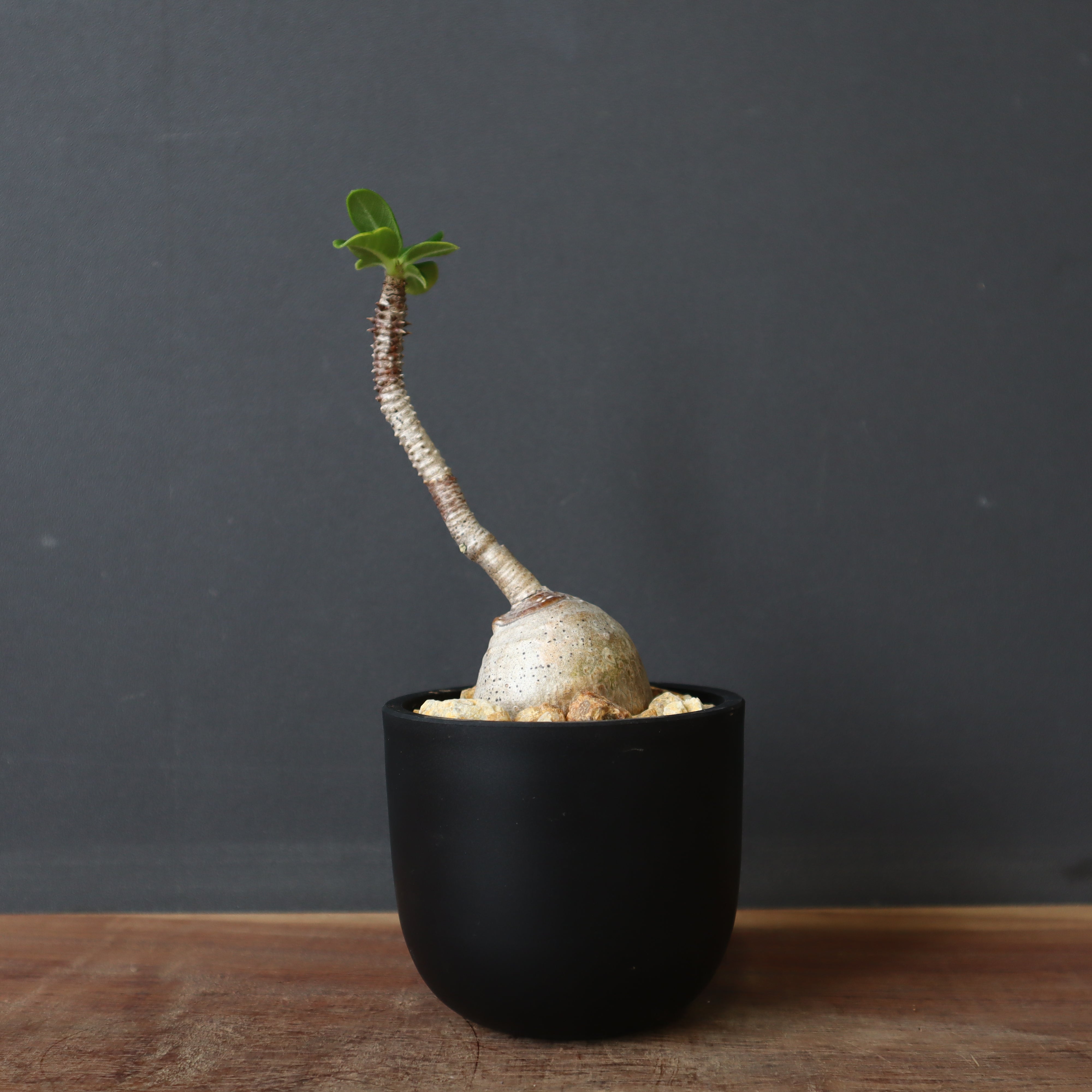 じぇむさんウィンゾリー パキポディウム・ウィンゾリー 実生「Pachypodium windsorii