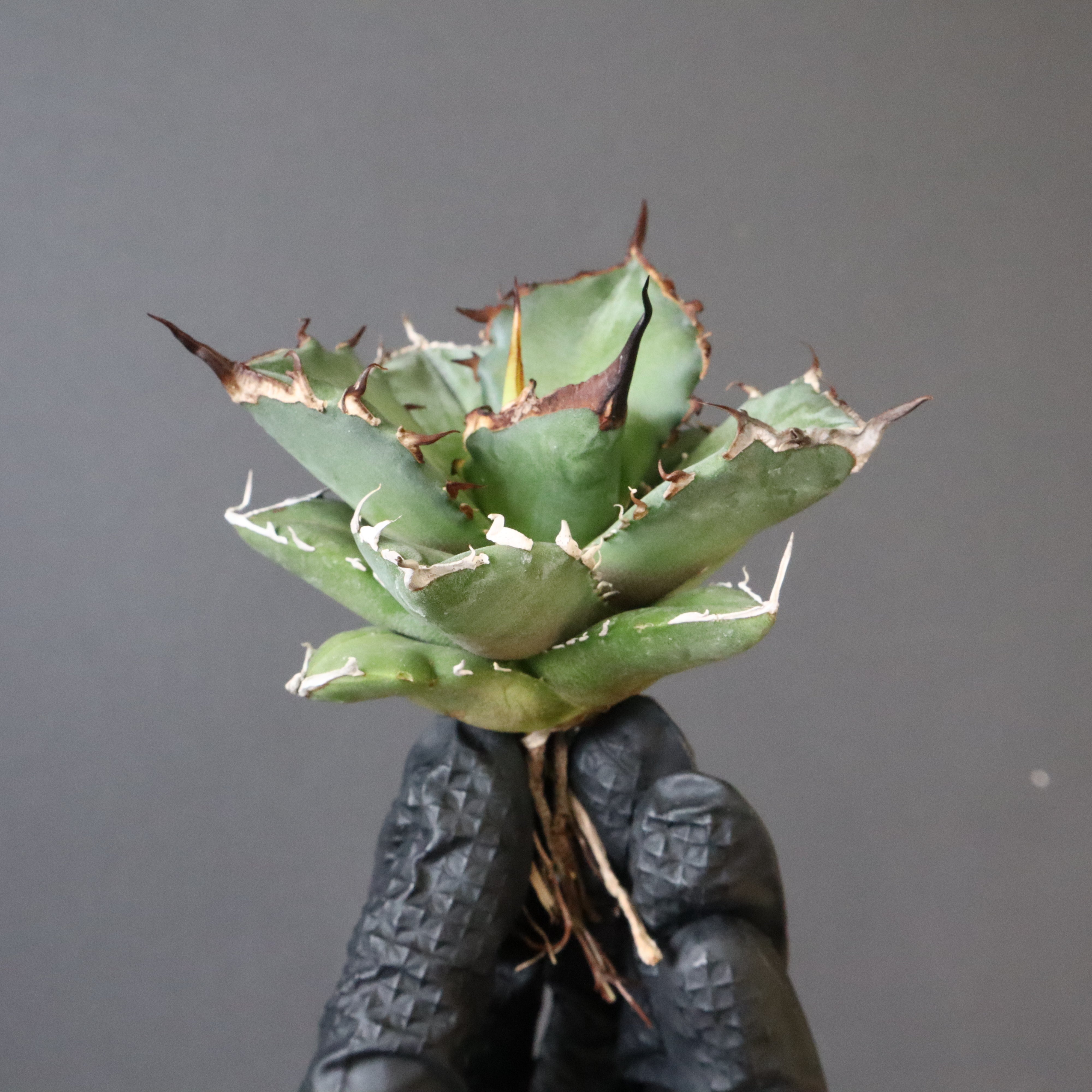 DRAGON AGAVE】アガベ Dennis043 EC1285 – TaiShoDo ONLINE SHOP