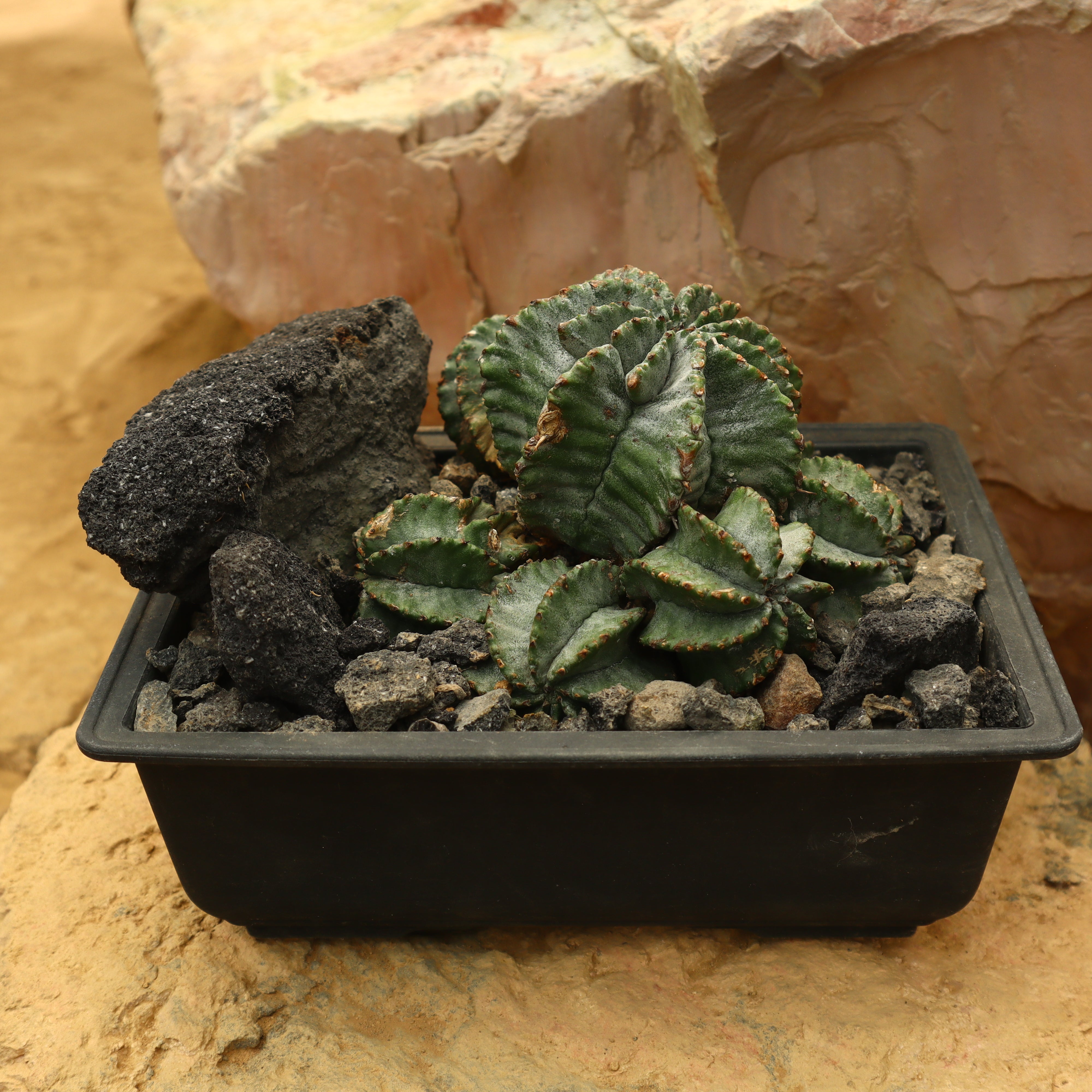 IMG_6955_b04ed934-7292-41be-