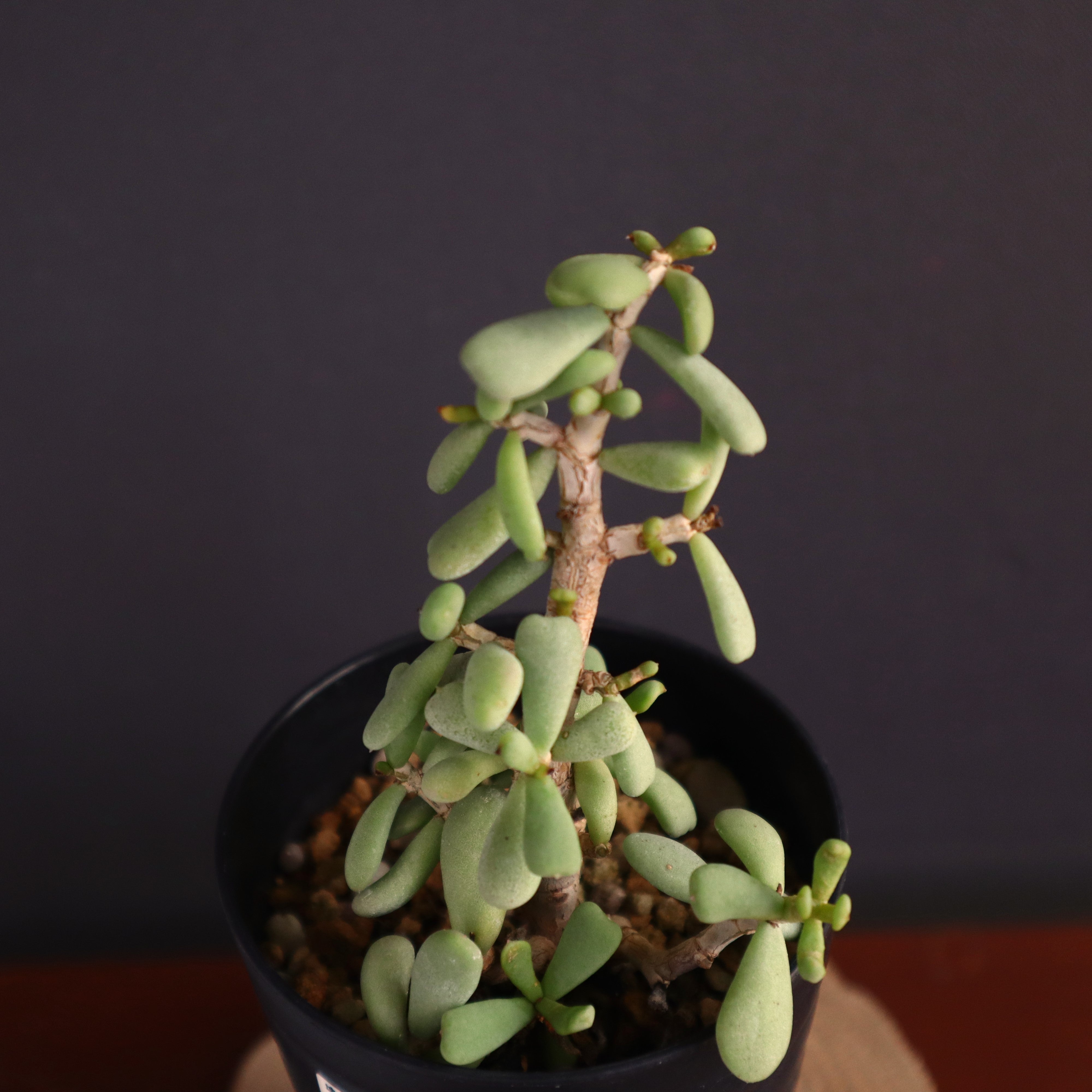 ケラリアピグマエア 冬型コーデックス 大株 丸葉 ケラリアピグマエア 冬型コーデックス 大株 丸葉 現品限り】ケラリア