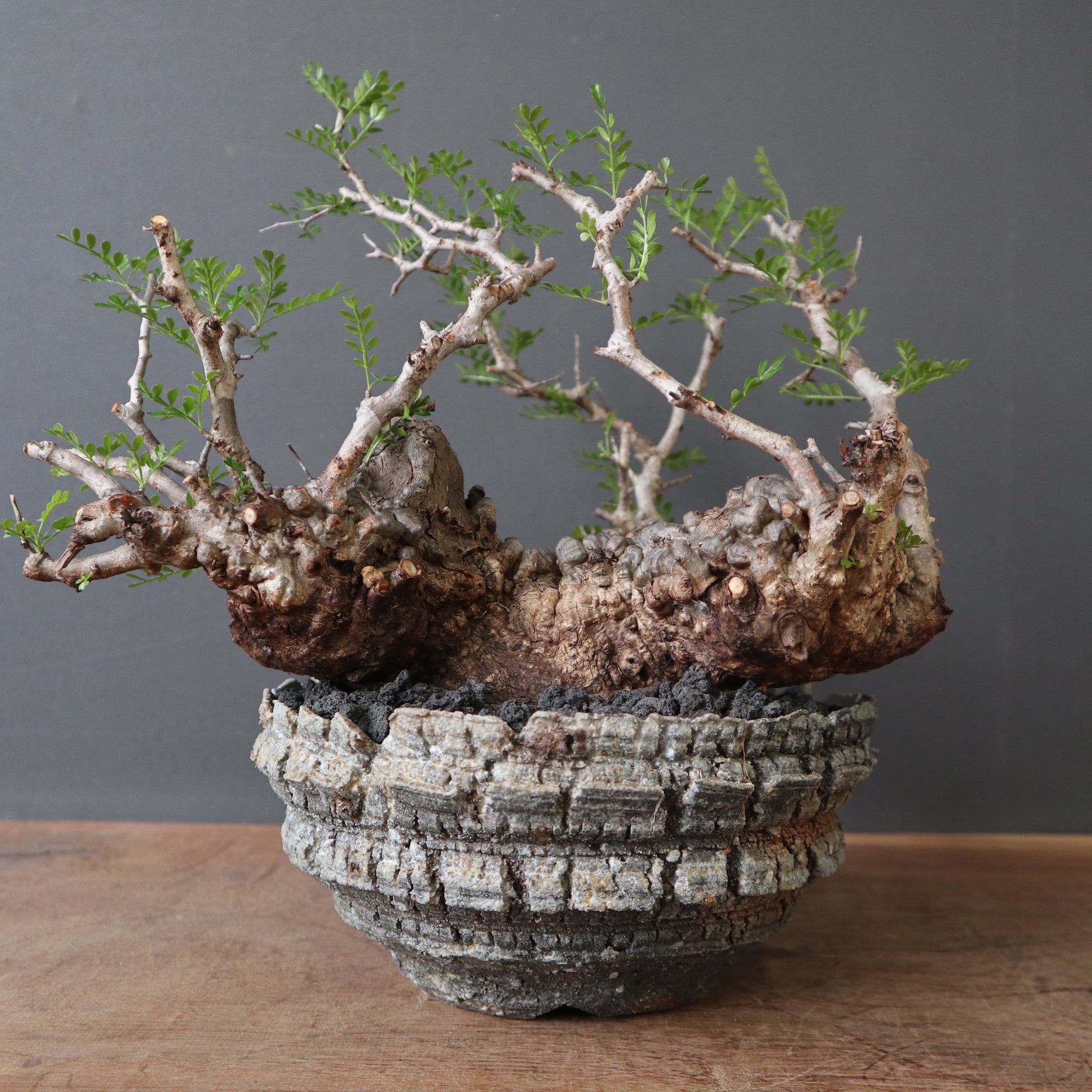 鉢 × 塊根植物 – TaiShoDo ONLINE SHOP