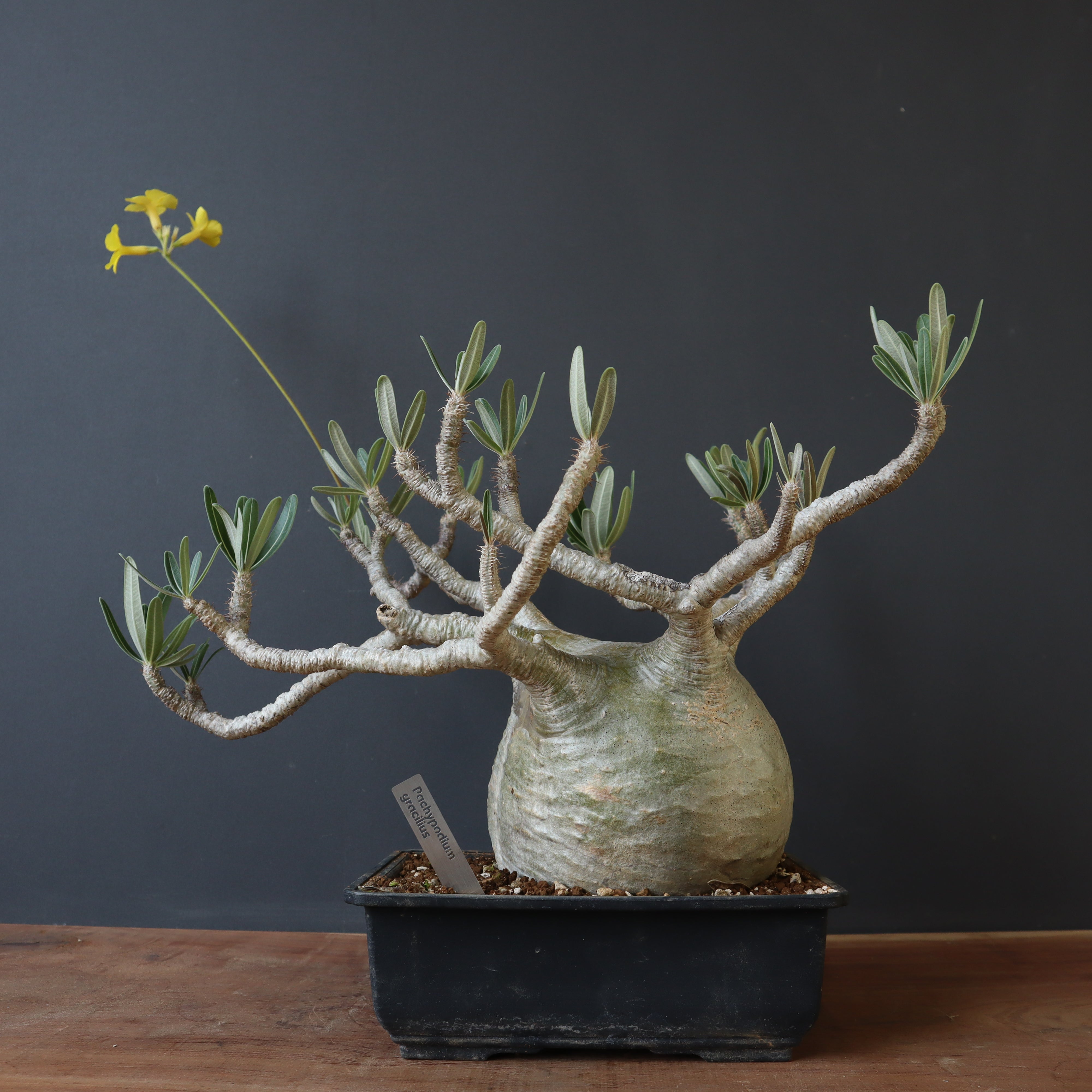 【108】パキポディウムグラキリス パキポディウム グラキリス Pachypodium gracilius 発根済 (商品