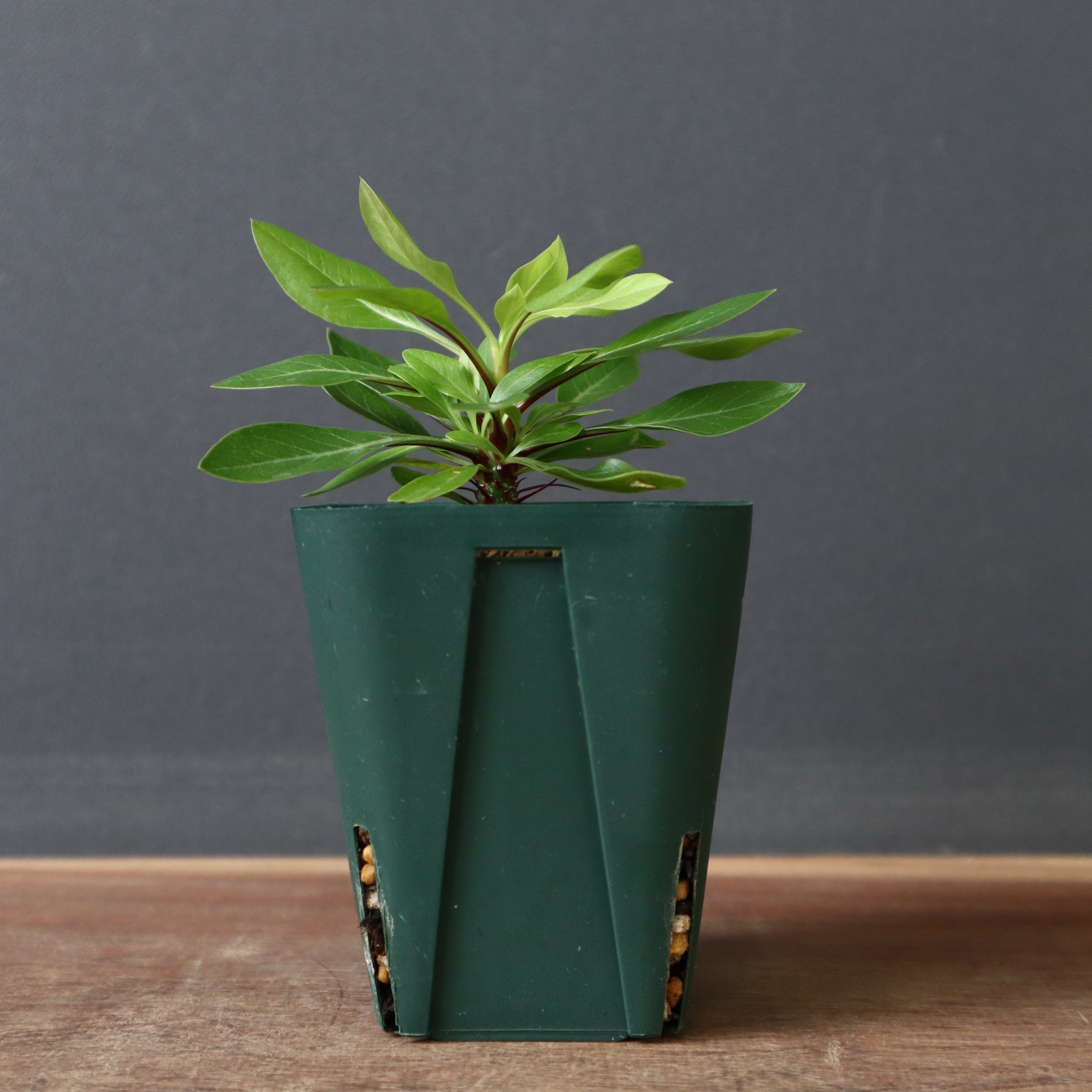 F.ファシクラータ 【国内実生苗】 F.ファシクラータ 【国内実生