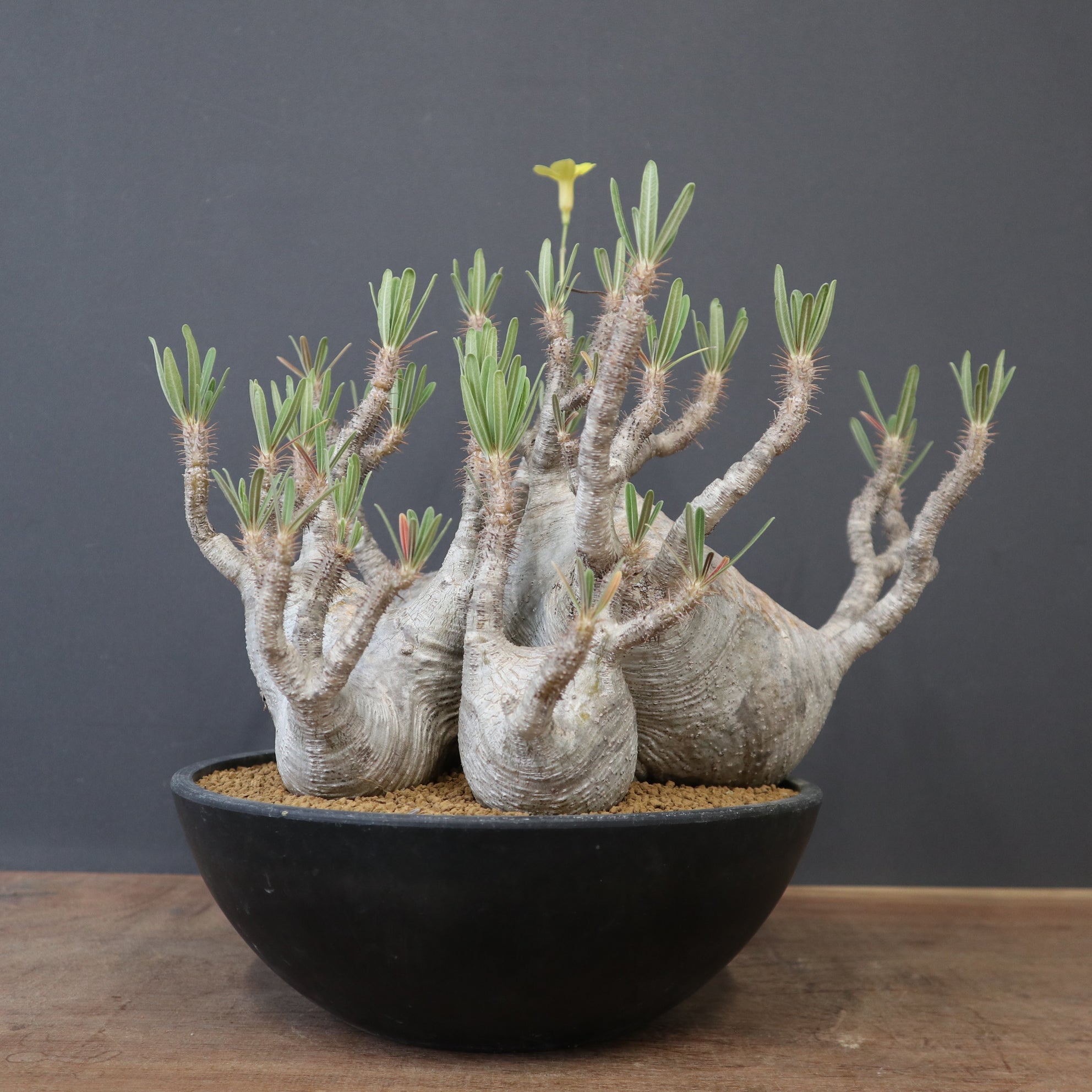 パキポディウムグラキリス　観葉植物　多肉植物　アガベ Pachypodium gracilius パキポディウム グラキリス online shop は