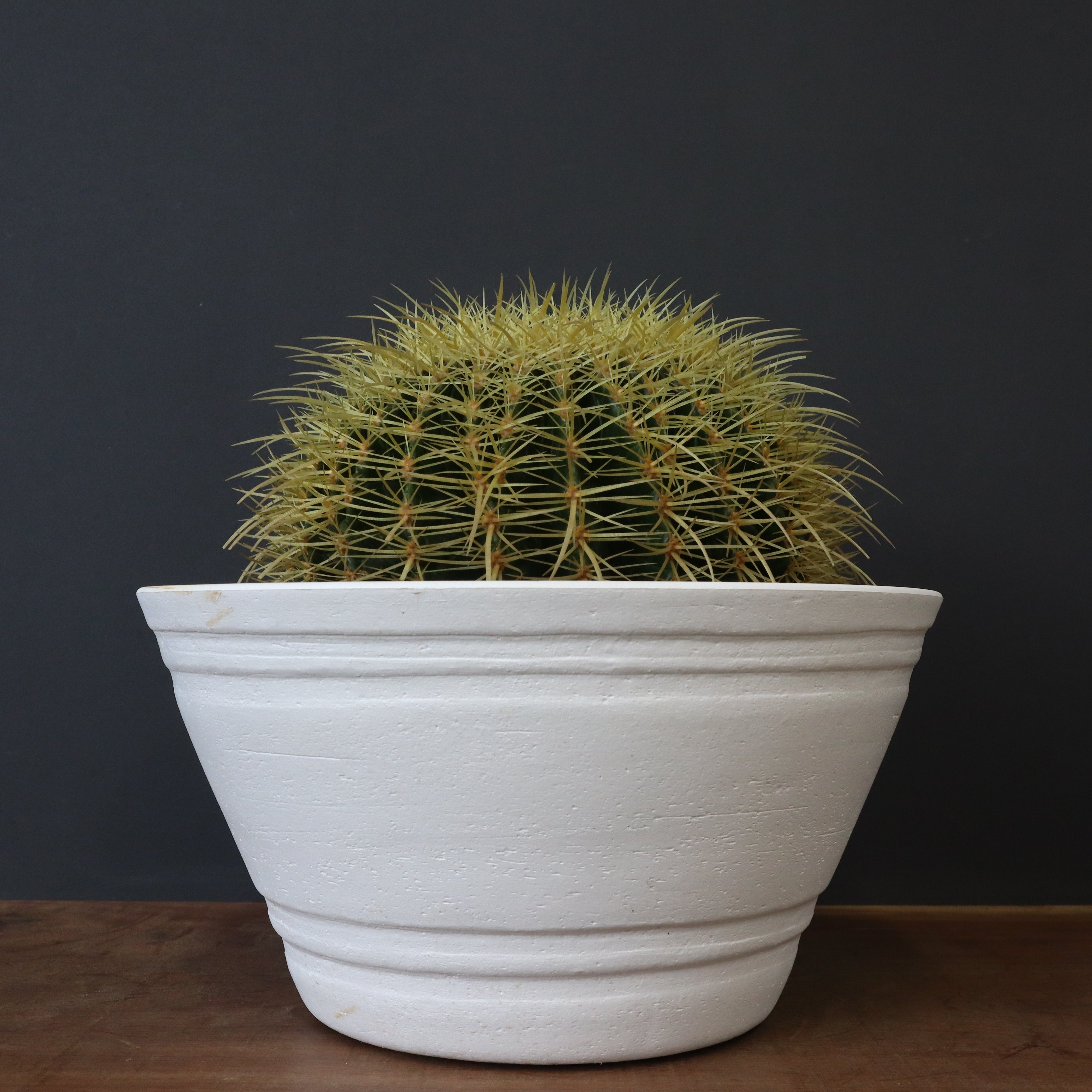 サボテン – TaiShoDo ONLINE SHOP