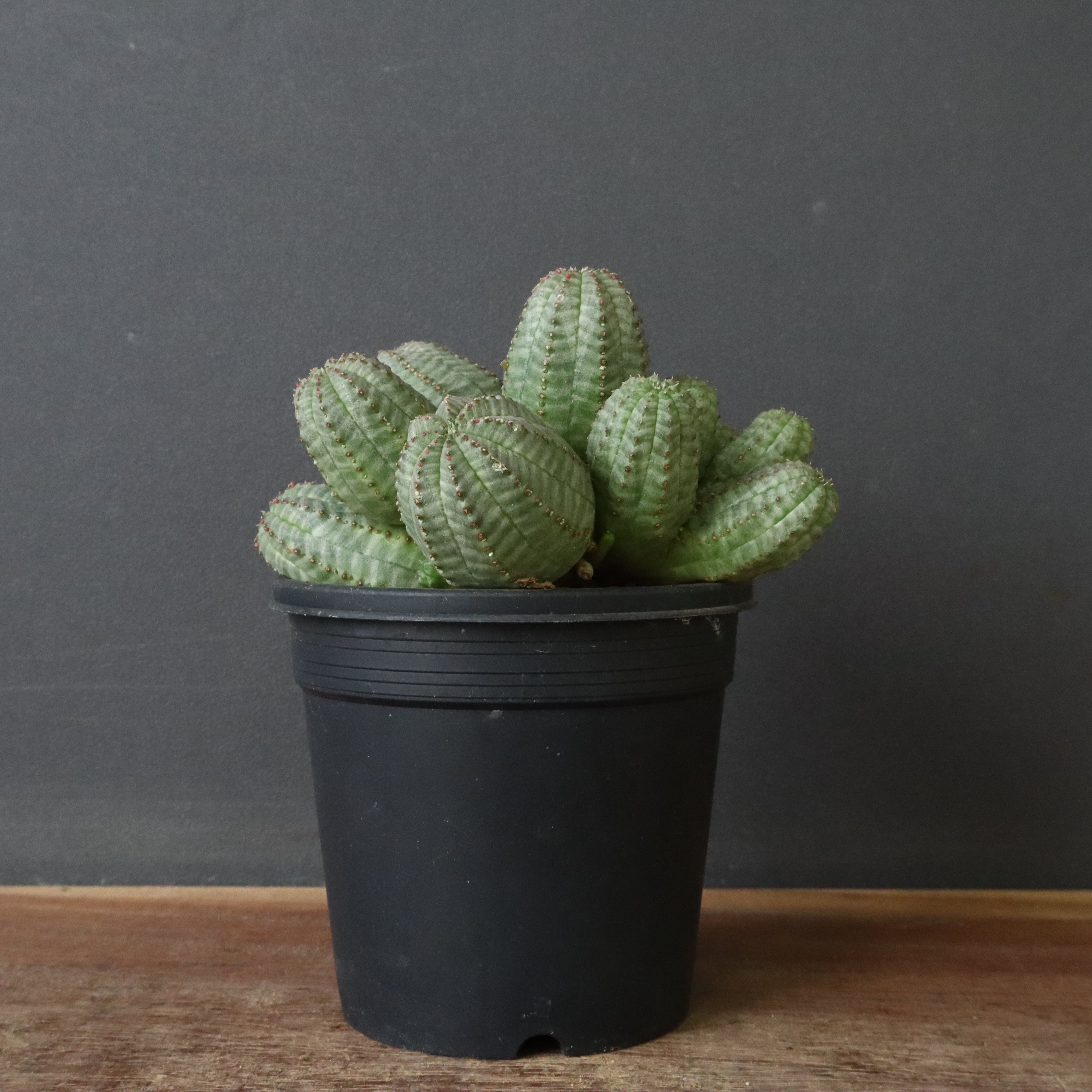 ユーフォルビア – 2ページ目 – TaiShoDo ONLINE SHOP