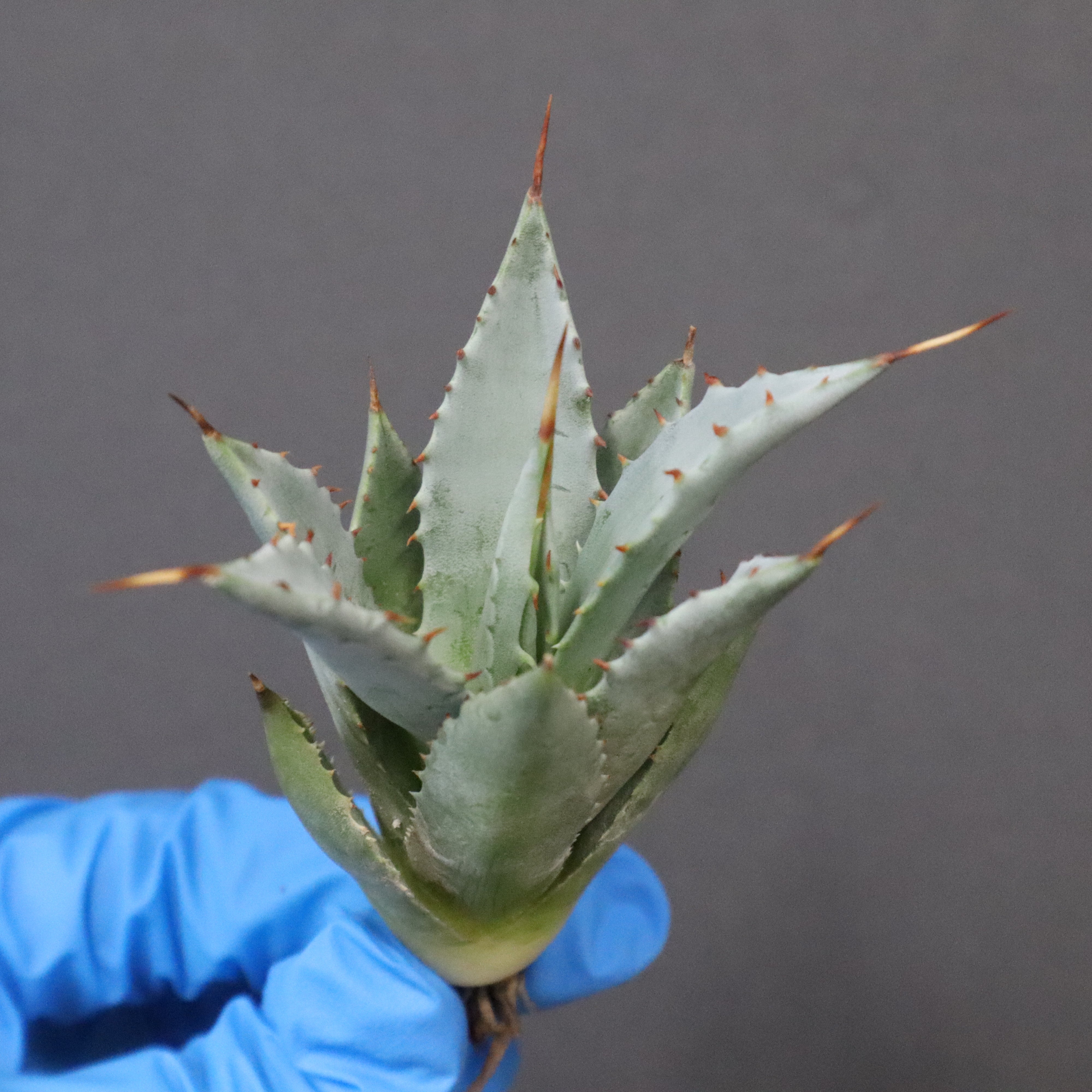 DRAGON AGAVE】アガベ 甲蟹×妖炎 EC1144 – TaiShoDo ONLINE SHOP