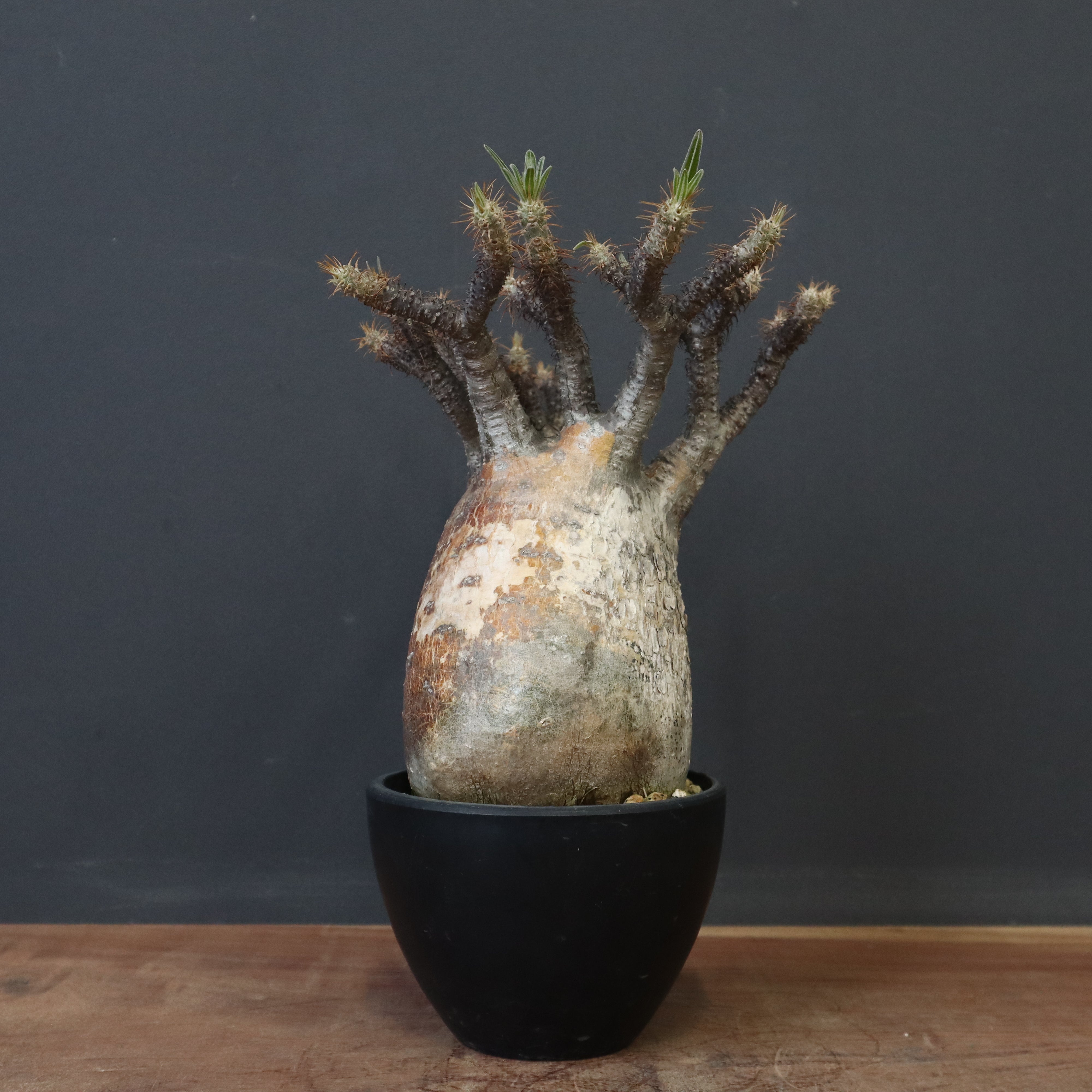 【綴化】パキポディウム　グラキリス３ パキポディウム：グラキリス 綴化 3号鉢24-01 の通販 | 園芸ネット