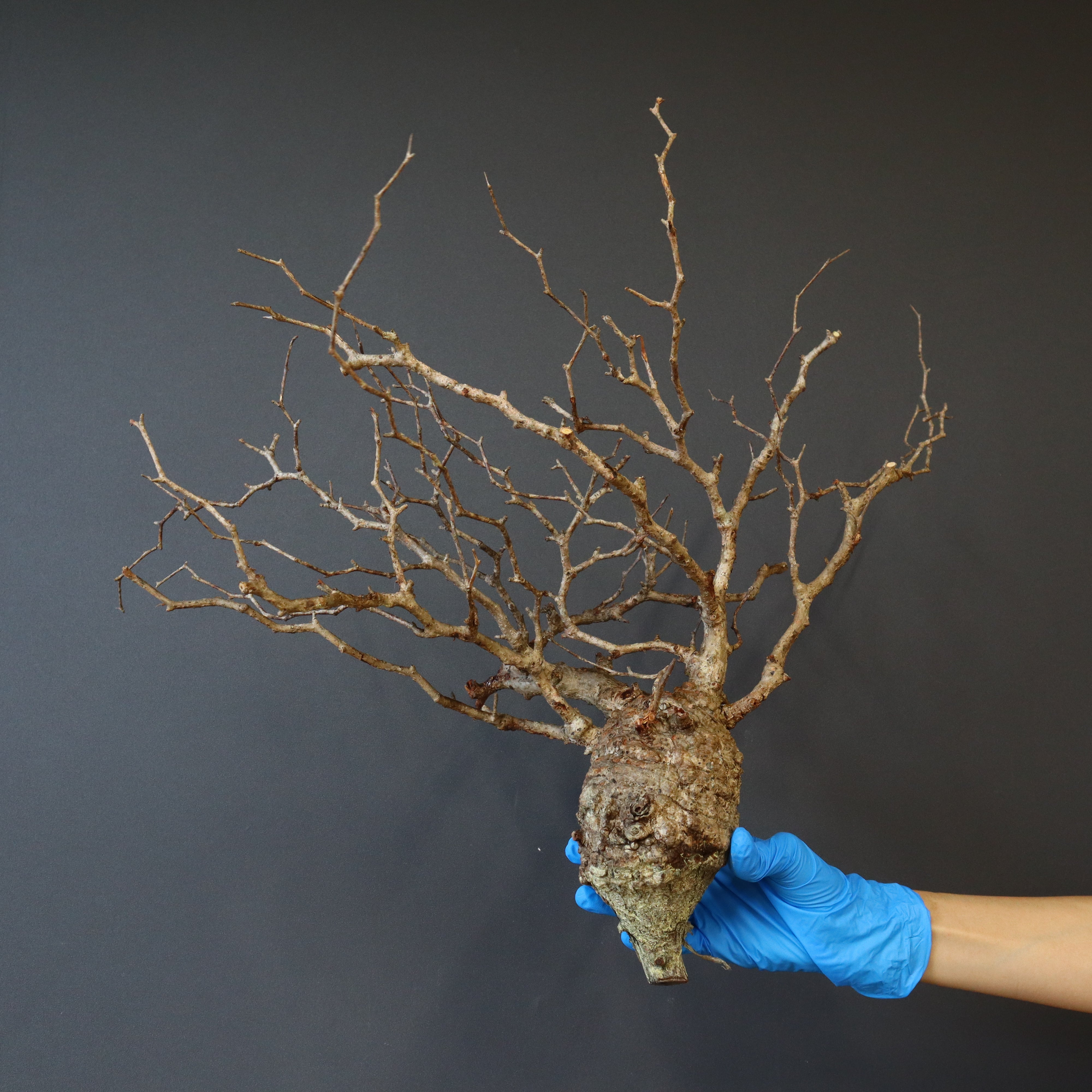 TK　パキプス　ベアルート ベアルート】O.パキプス 32 – TaiShoDo ONLINE SHOP