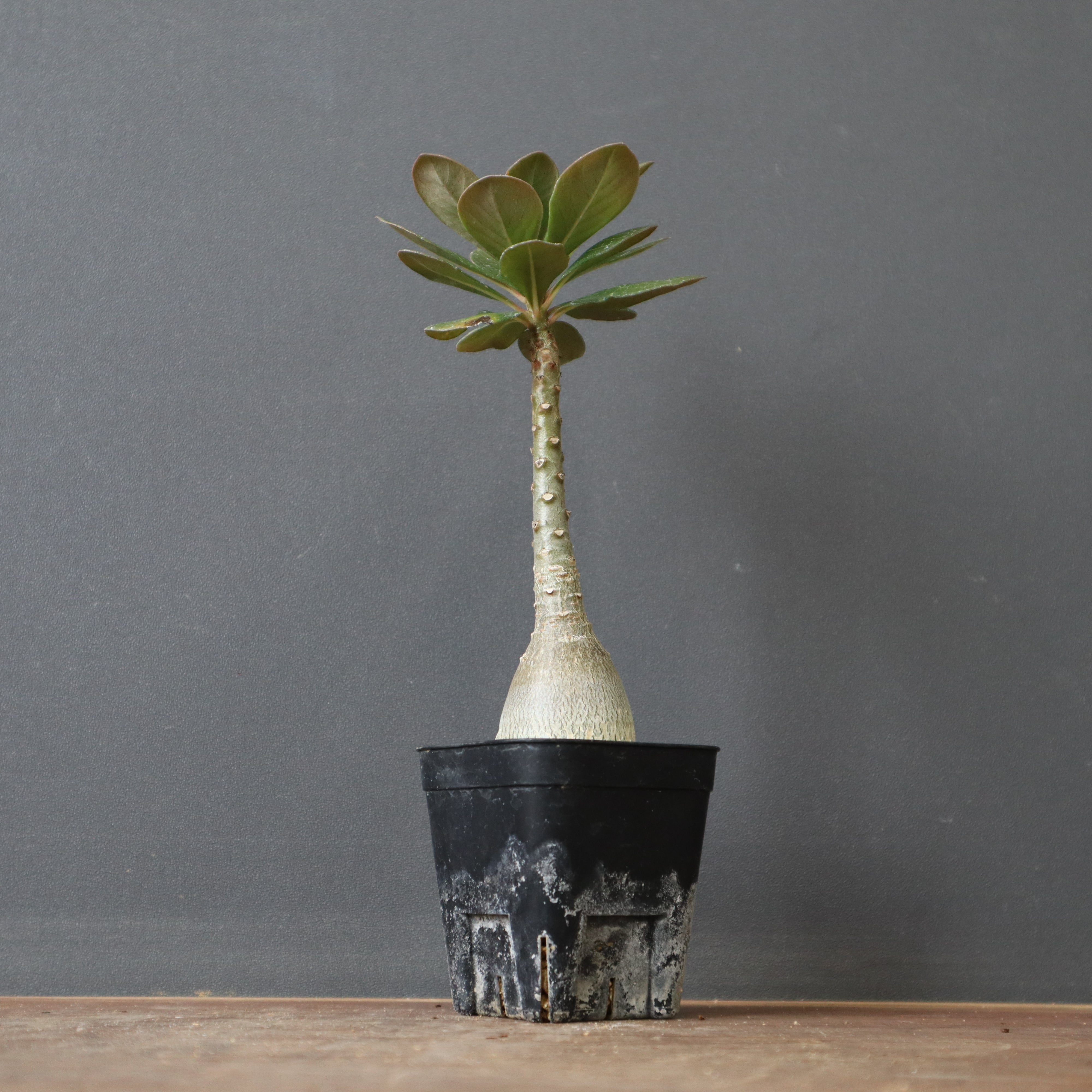 アンボンゲンゼ　実生株 パキポディウム アンボンゲンセ【実生】RFHK25011165(T) | RAFLUM / ラ