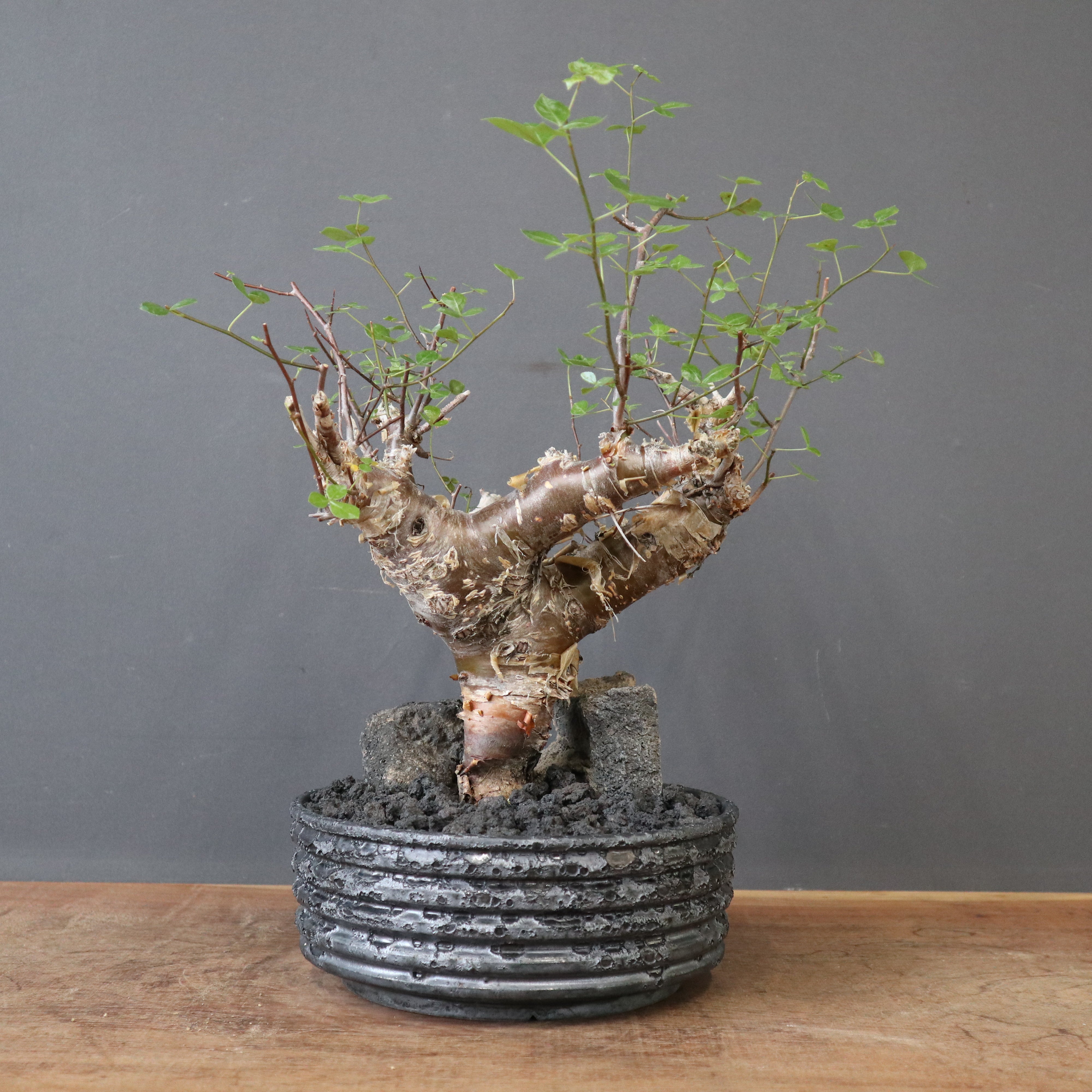 鉢 × 塊根植物 – TaiShoDo ONLINE SHOP