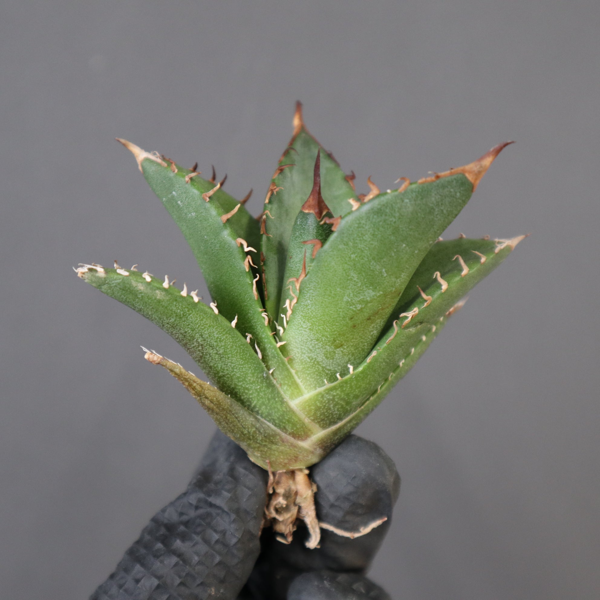 ベアルート】アガベ 緑犀牛 EC2488 – TaiShoDo ONLINE SHOP