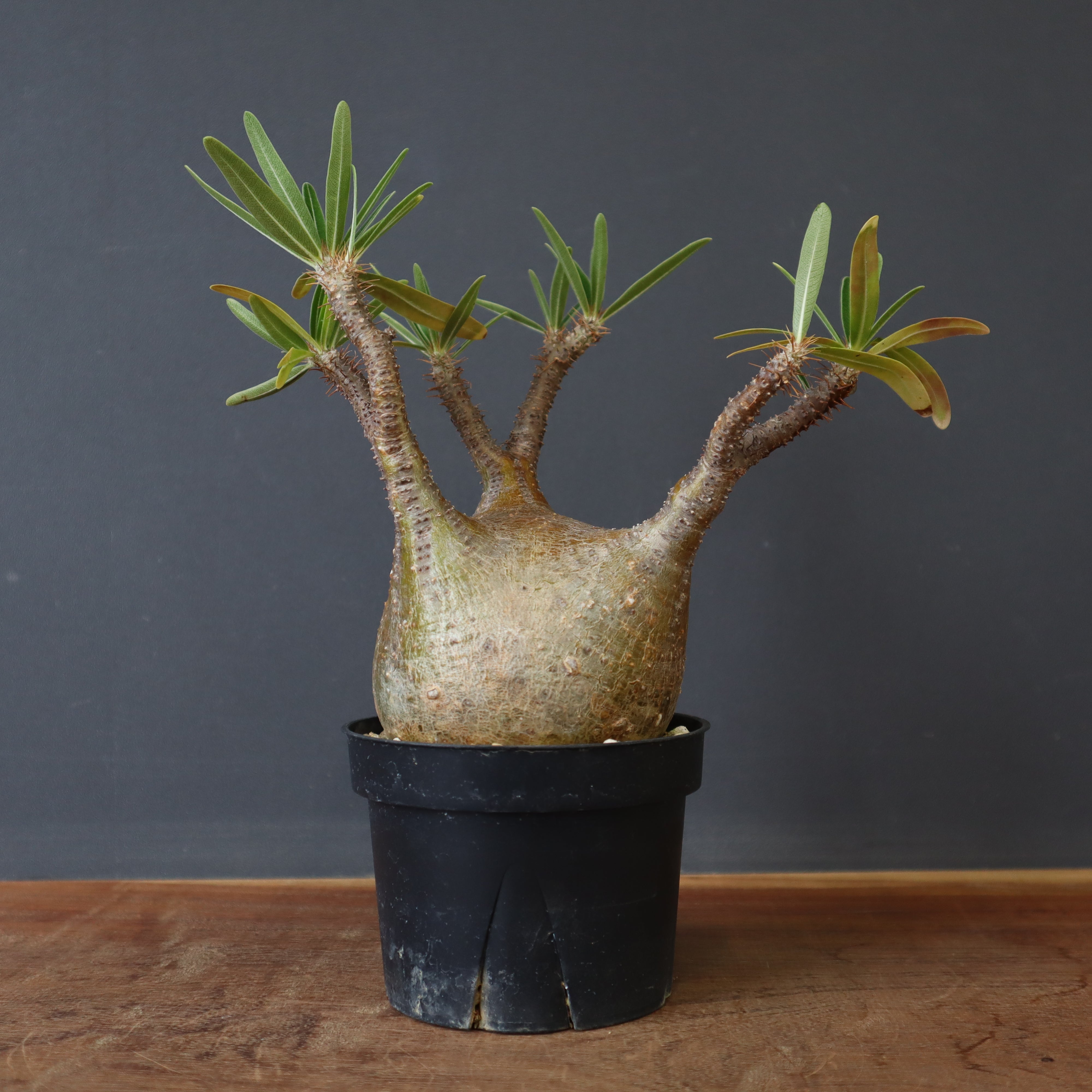 P.グラキリス F7 – TaiShoDo ONLINE SHOP