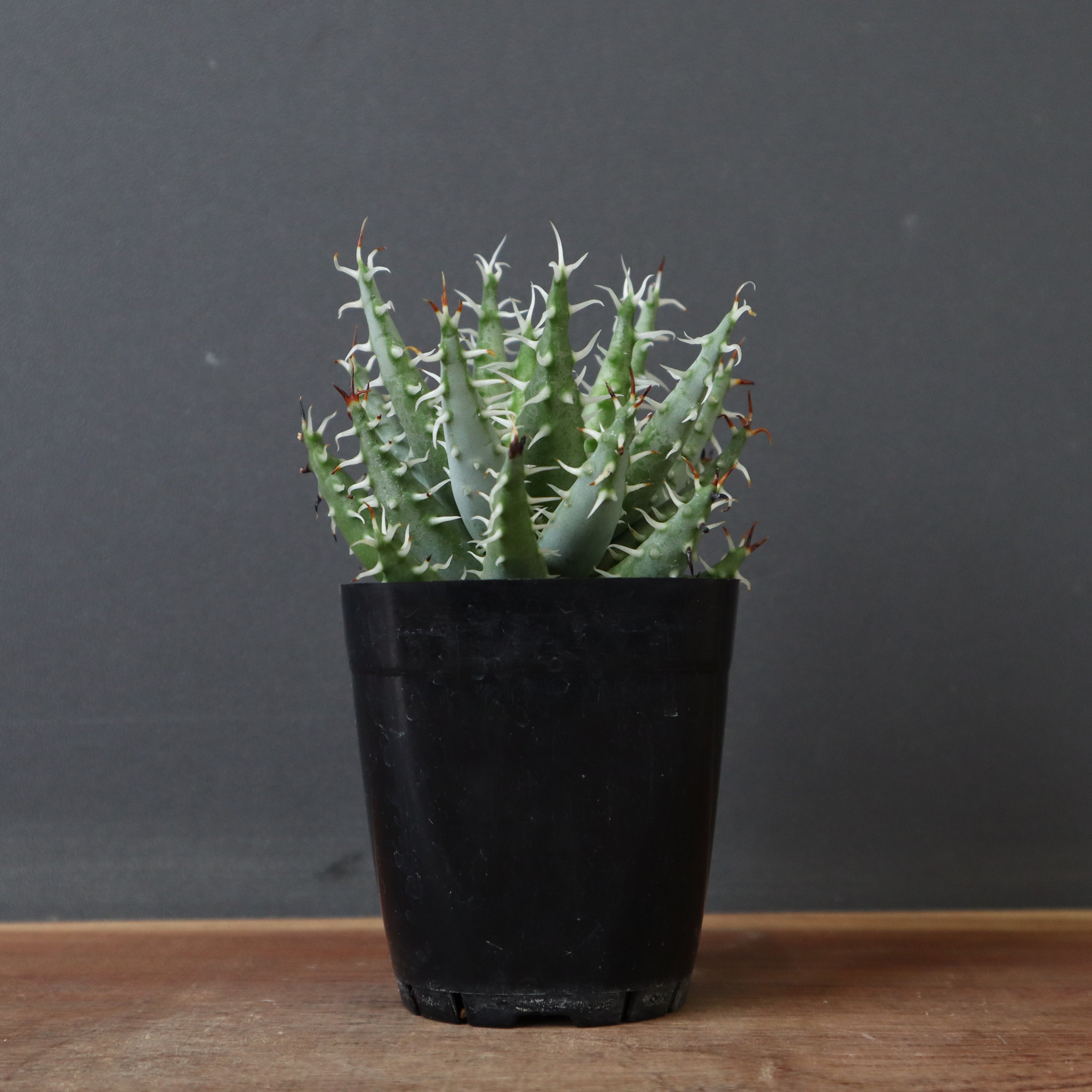 アロエ エリナケア 1 – TaiShoDo ONLINE SHOP