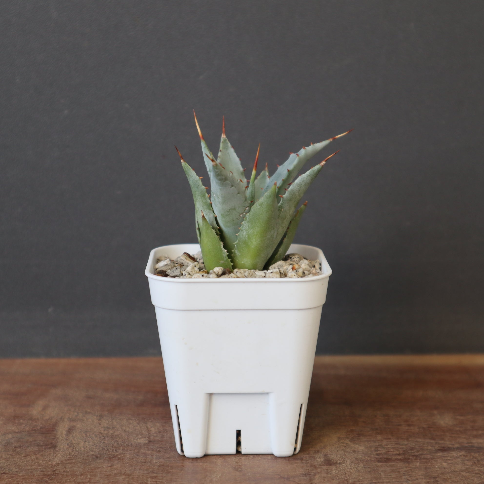 妖炎×兜蟹　koba plants産　実生株 ⚡️Agave hybrid⚡️ 妖炎×兜蟹 育てて思うのは、ドワーフ個体