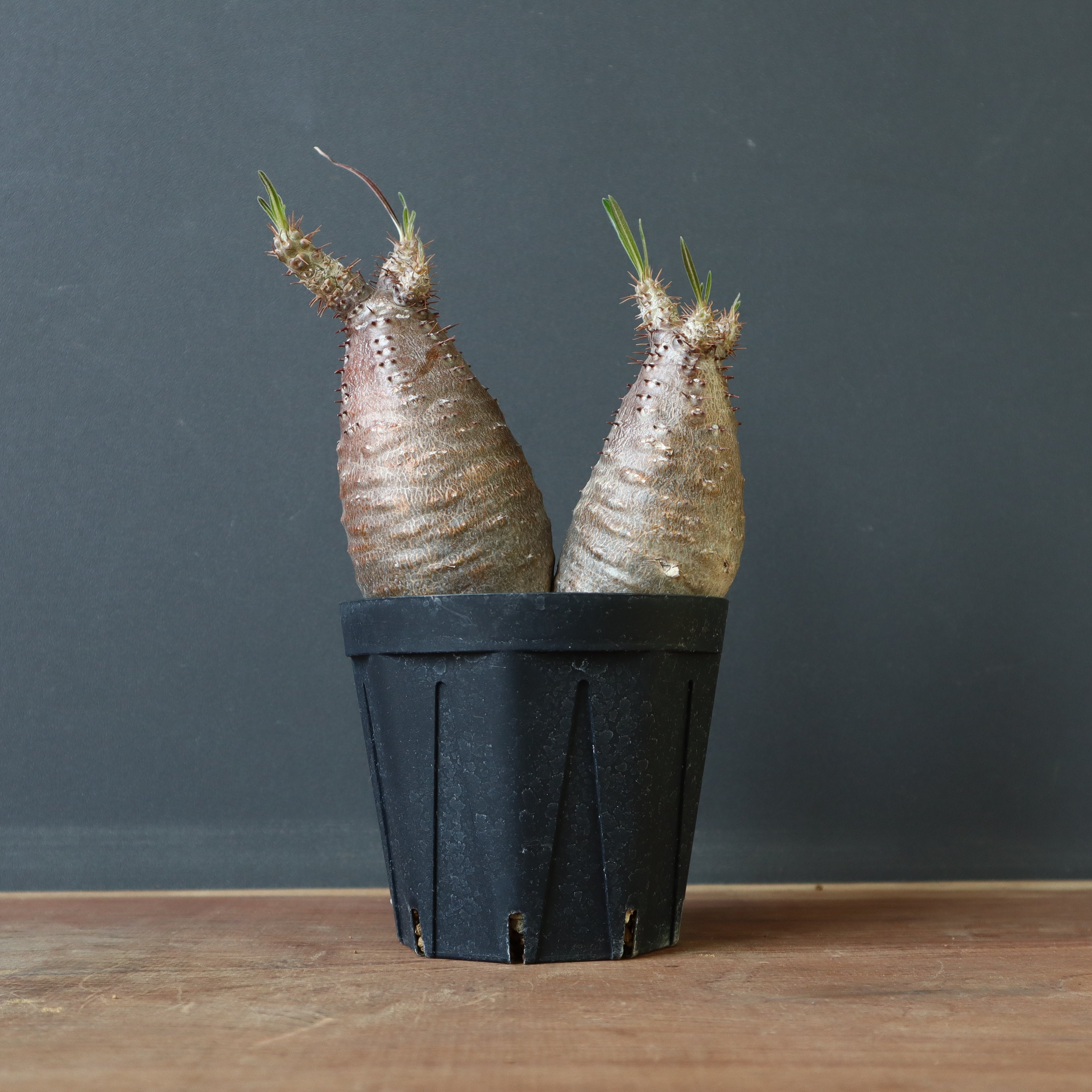 P.グラキリス 793 – TaiShoDo ONLINE SHOP