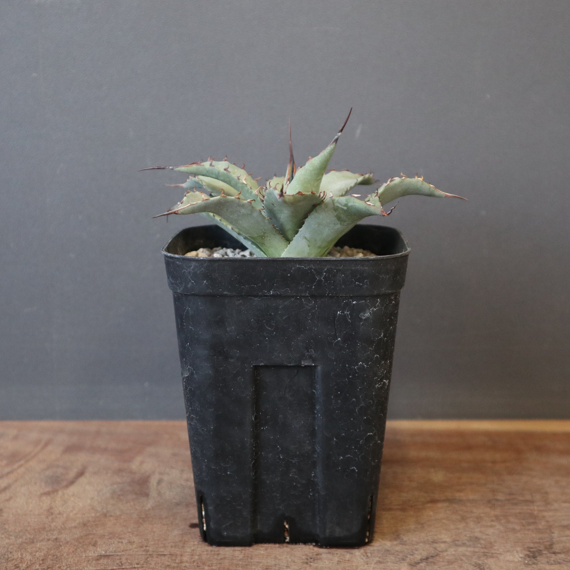 DRAGON AGAVE】アガベ 妖炎×武藏嚴龍 EC1125 – TaiShoDo ONLINE SHOP