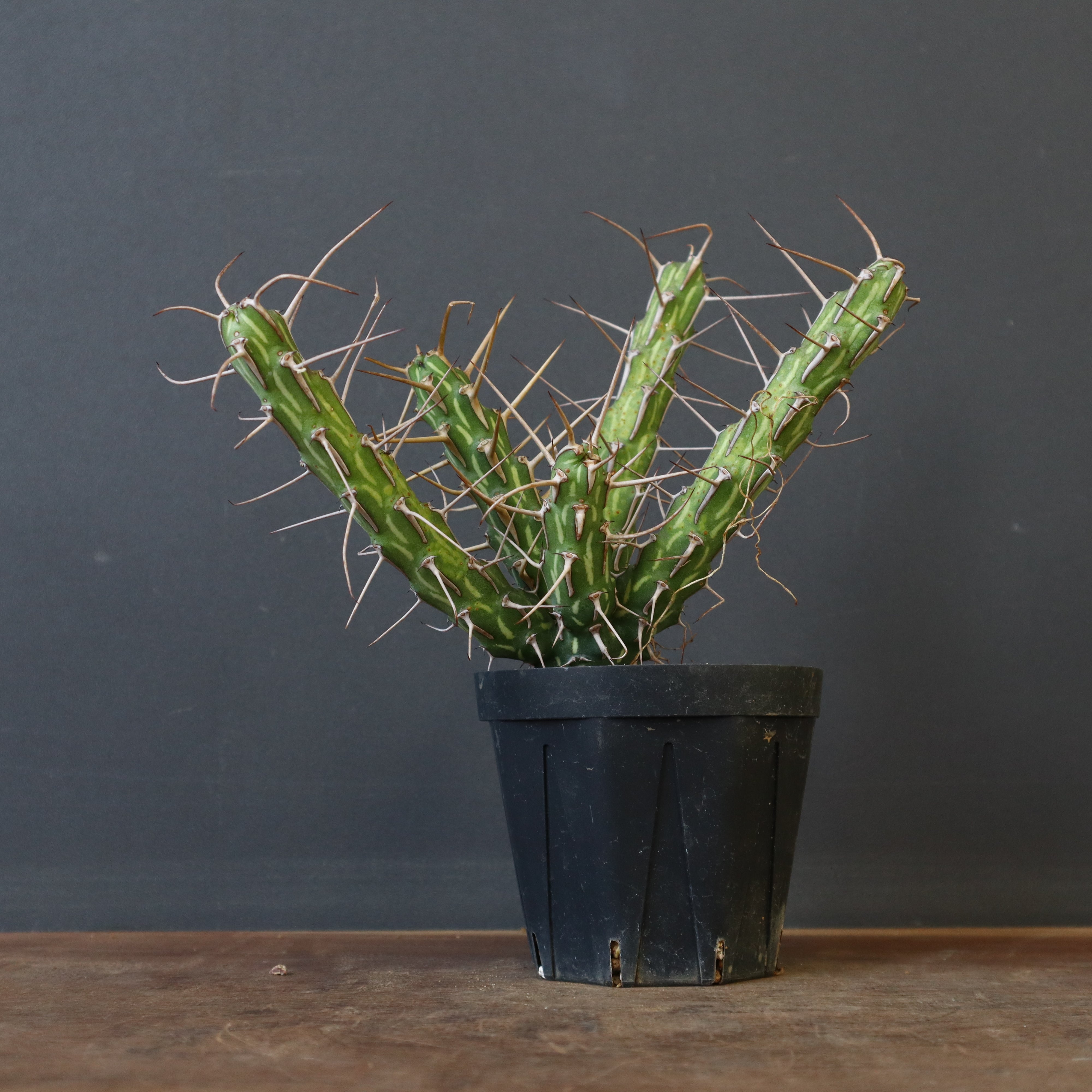 ② ハルハルさん専用　特大 ユーフォルビア デシドゥア ユーフォルビアデシドゥア×カタチ製作所