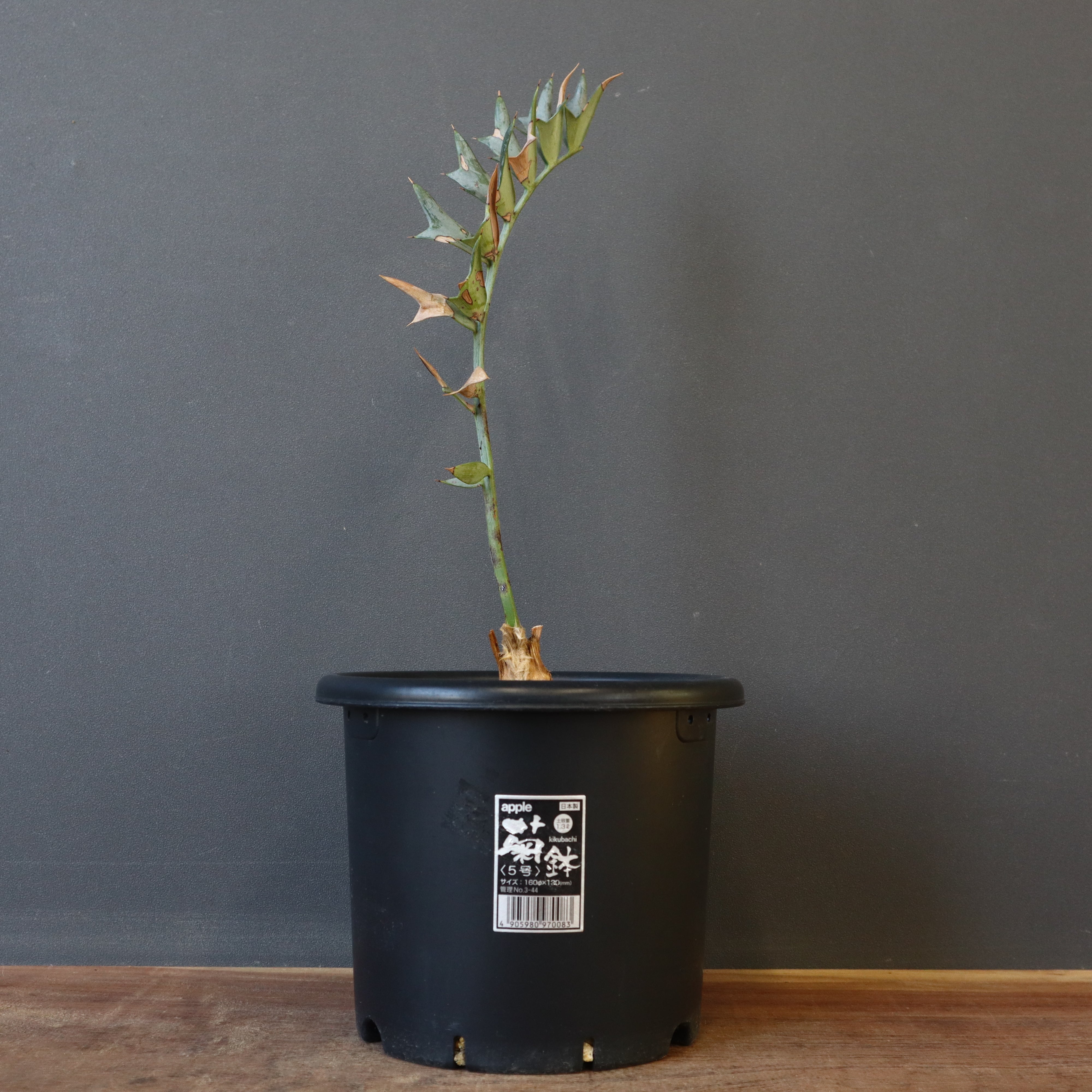 エンセファラルトス ホリダス エンセファラルトス ホリダス 69 – TaiShoDo ONLINE SHOP