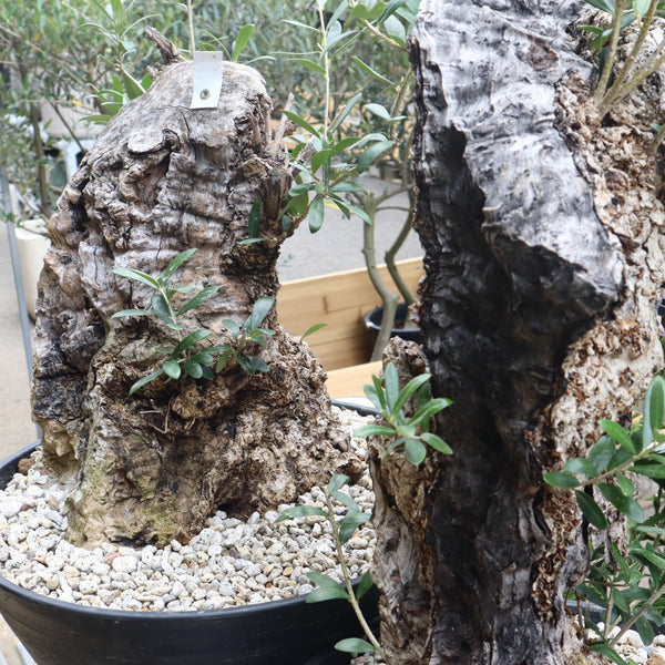 オールドオリーブ – TaiShoDo ONLINE SHOP