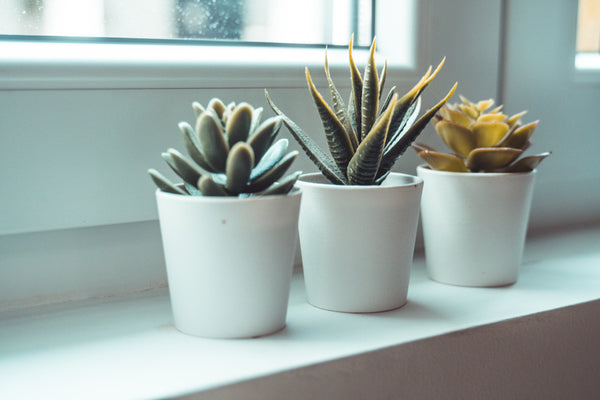 新商品 – TaiShoDo ONLINE SHOP