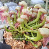 【食虫植物】Darlingtonia californica Y's Lab